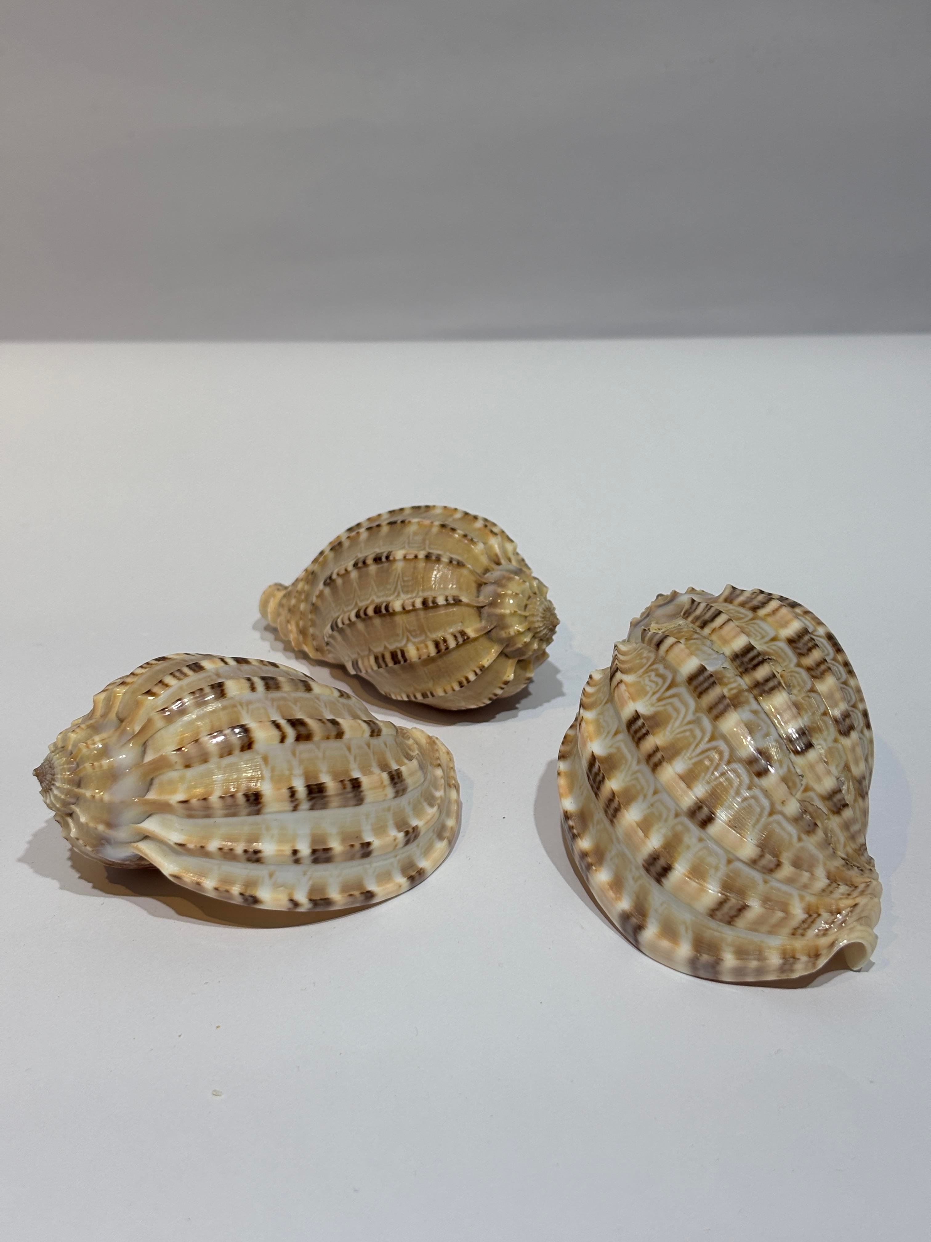 HARPA SHELL BÜYÜK BOY