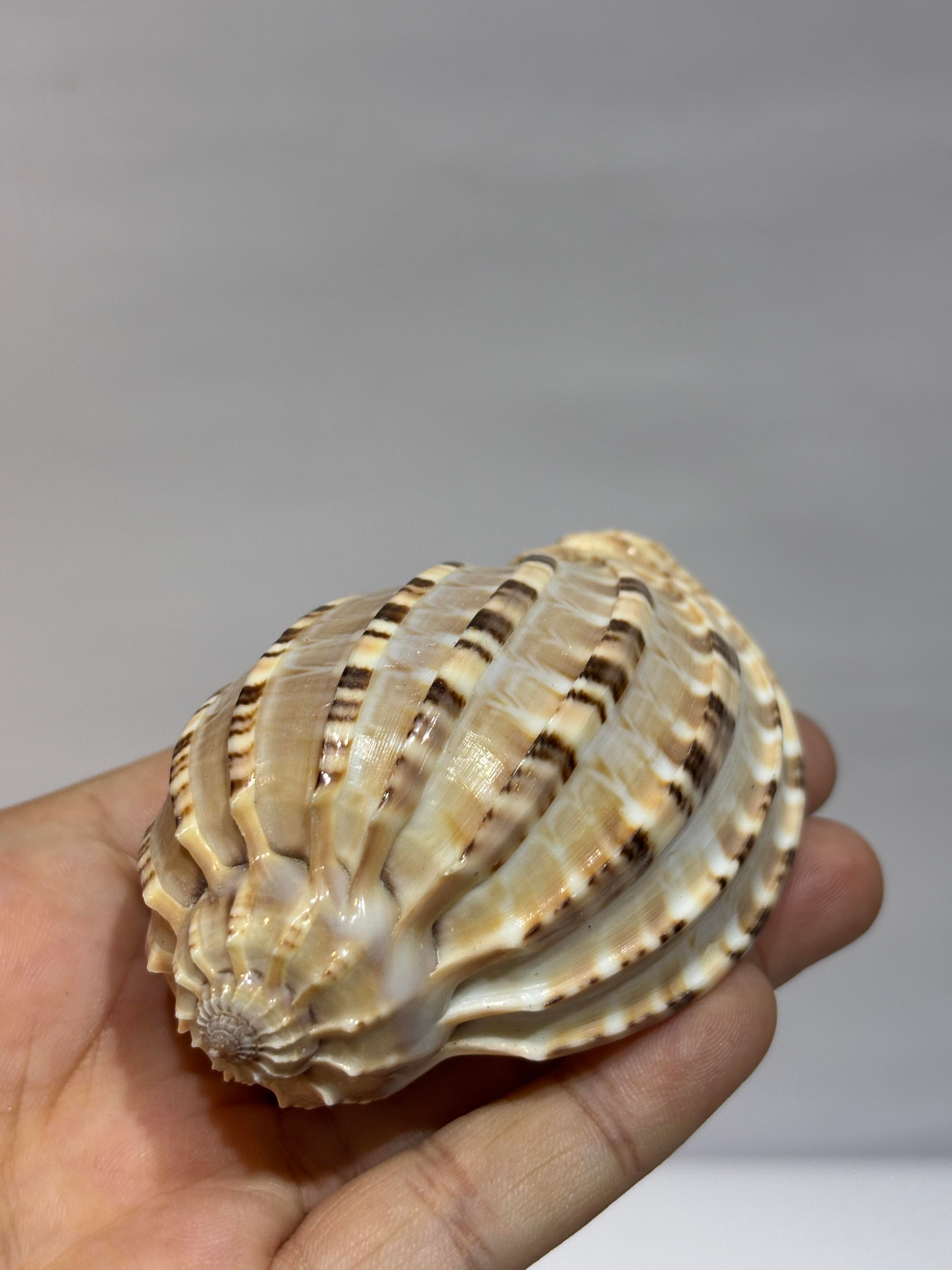 HARPA SHELL BÜYÜK BOY