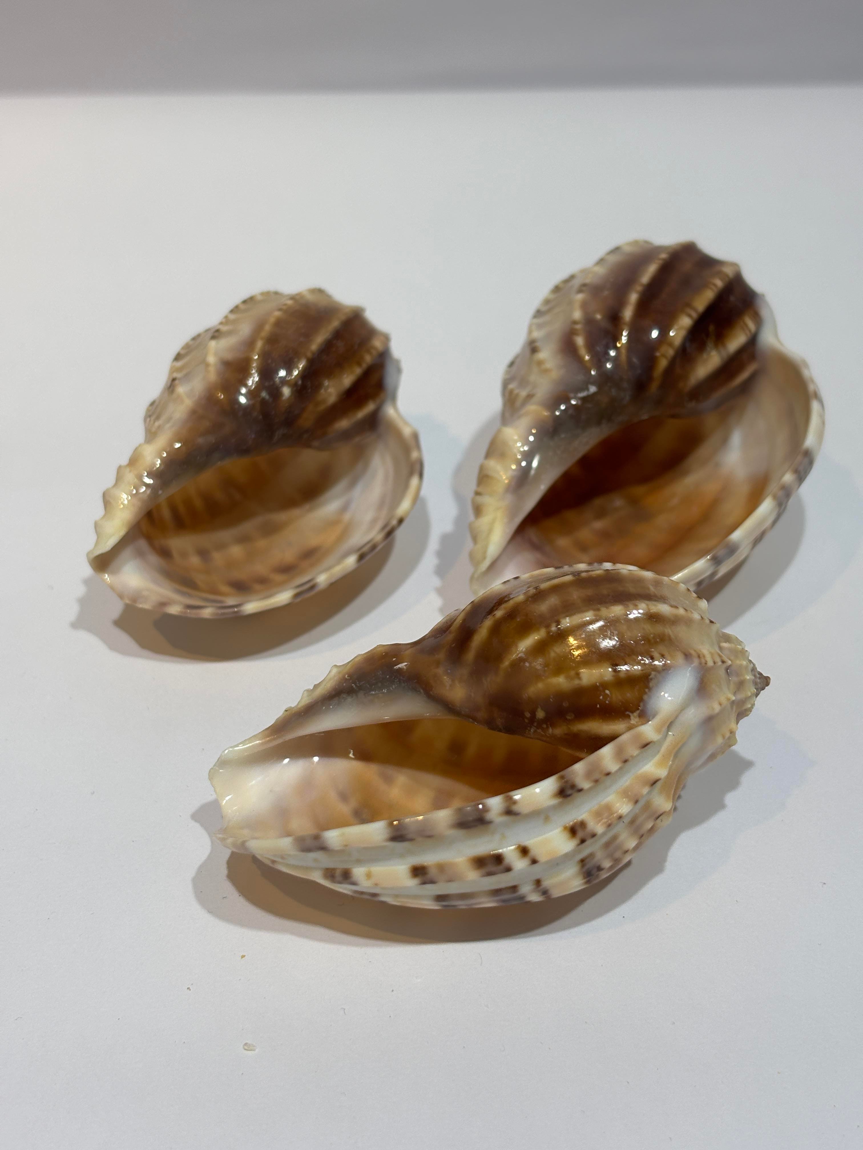 HARPA SHELL BÜYÜK BOY