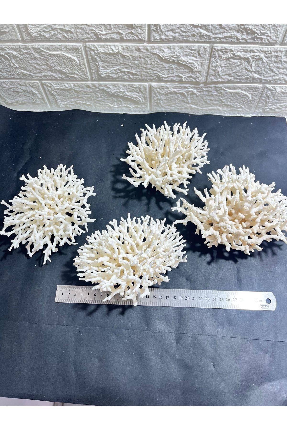 İnce Dal Mercan Coral Cluster