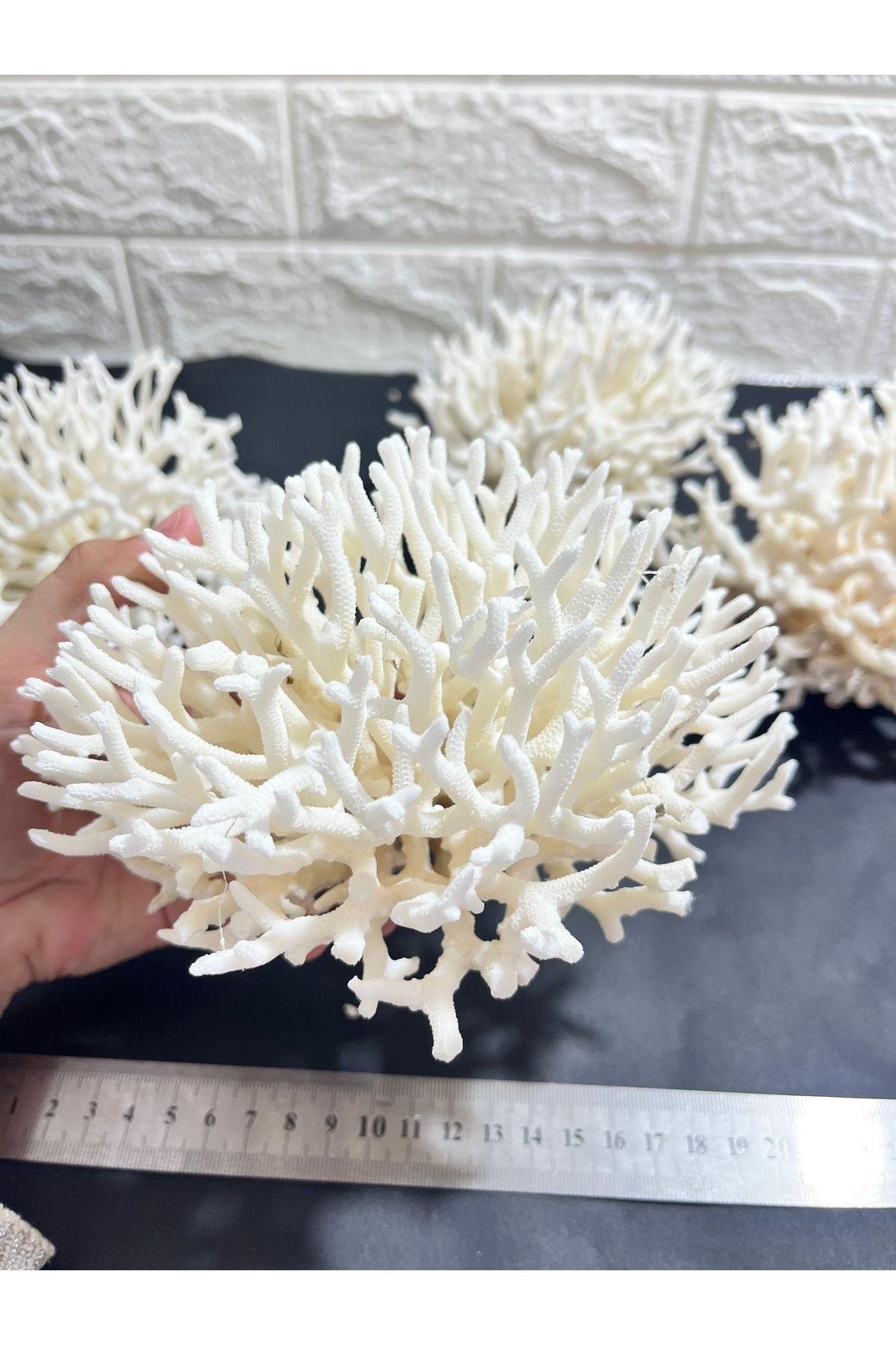 İnce Dal Mercan Coral Cluster