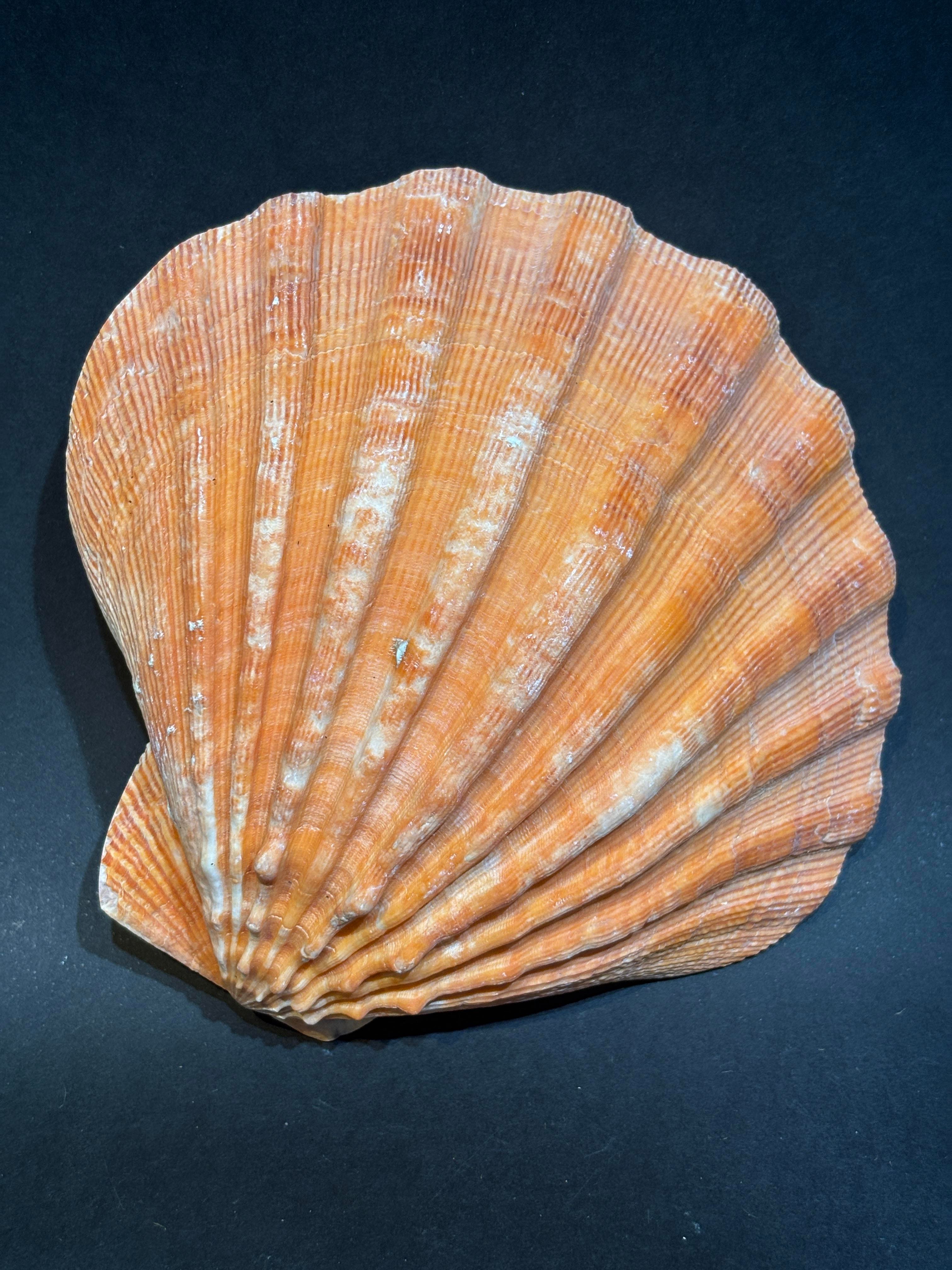 Lion's Paw Scallop Kabuk