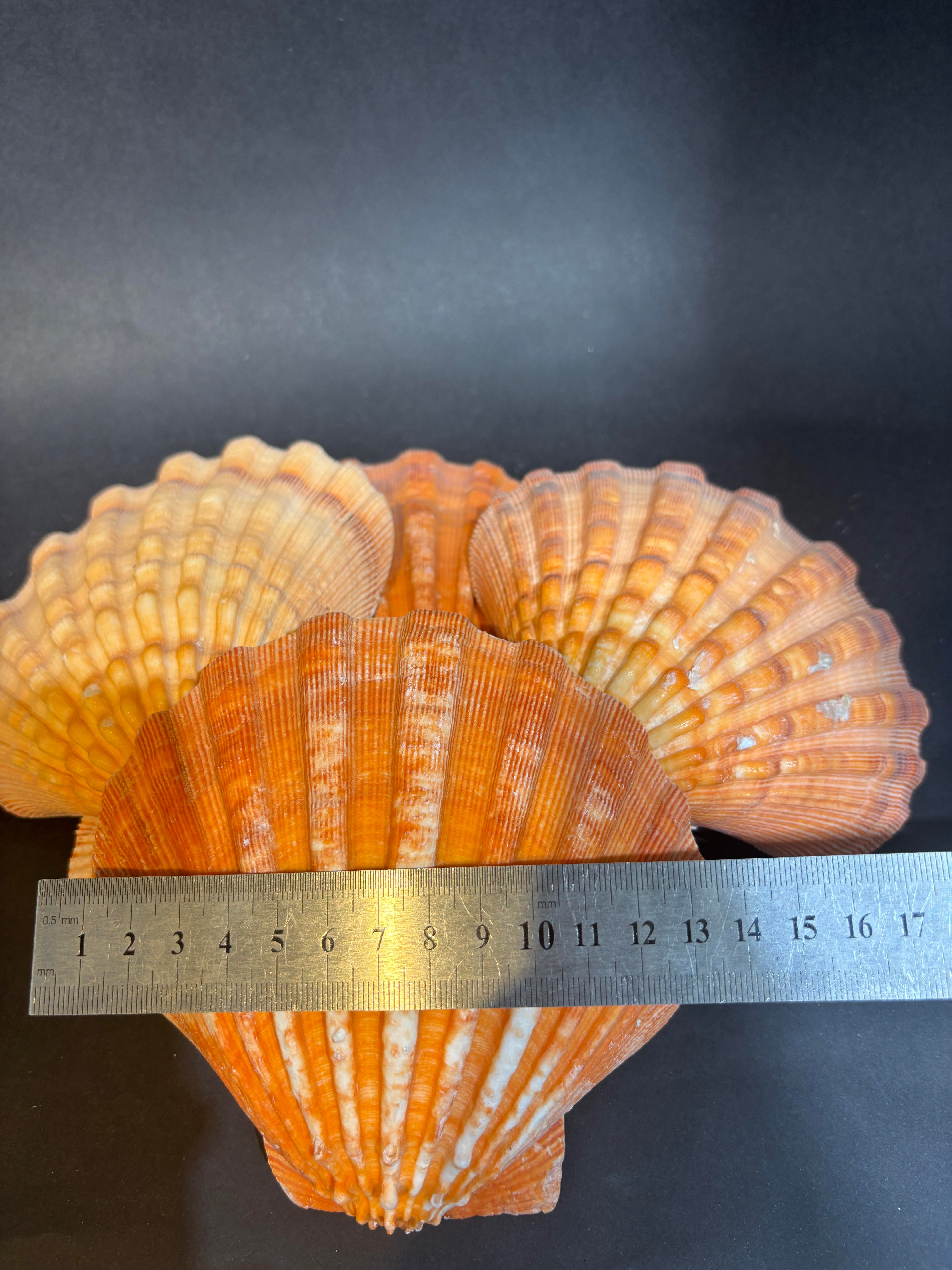 Lion's Paw Scallop Kabuk
