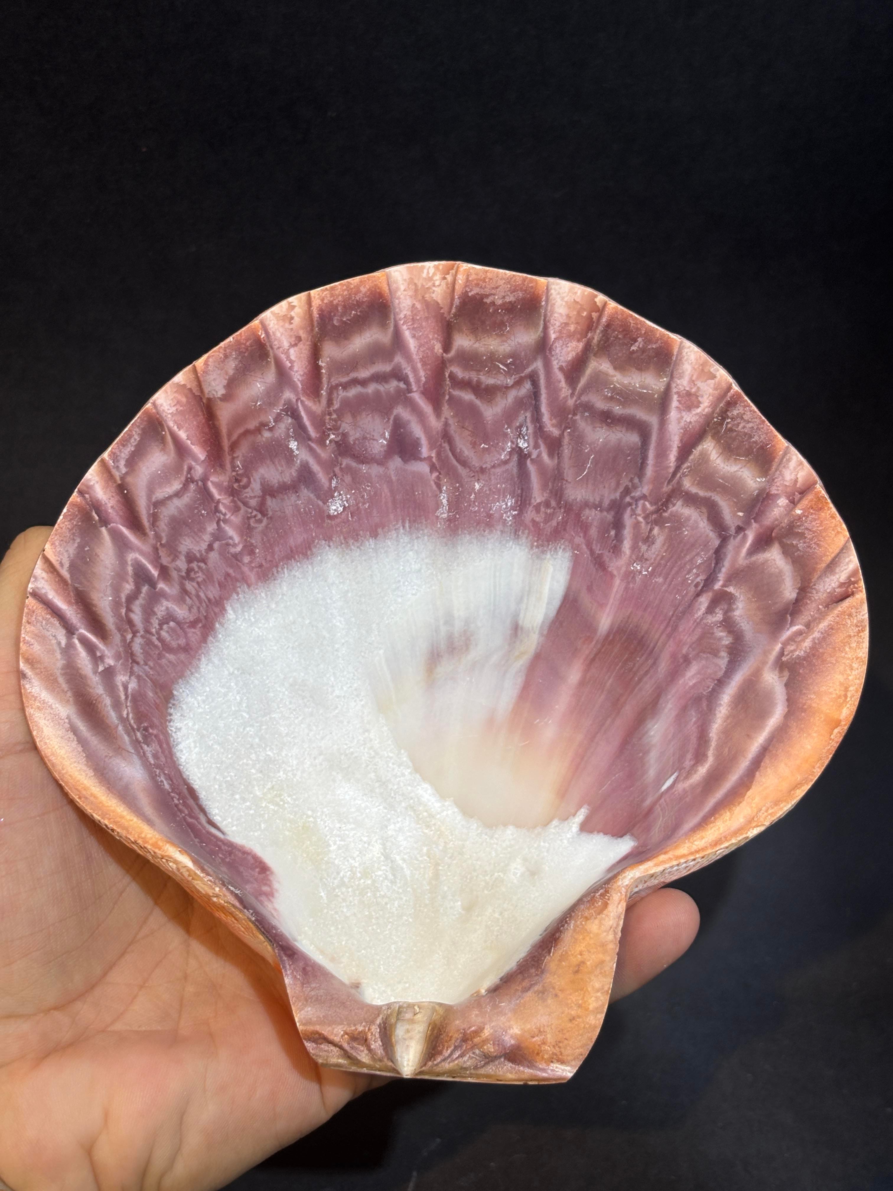 Lion's Paw Scallop Kabuk