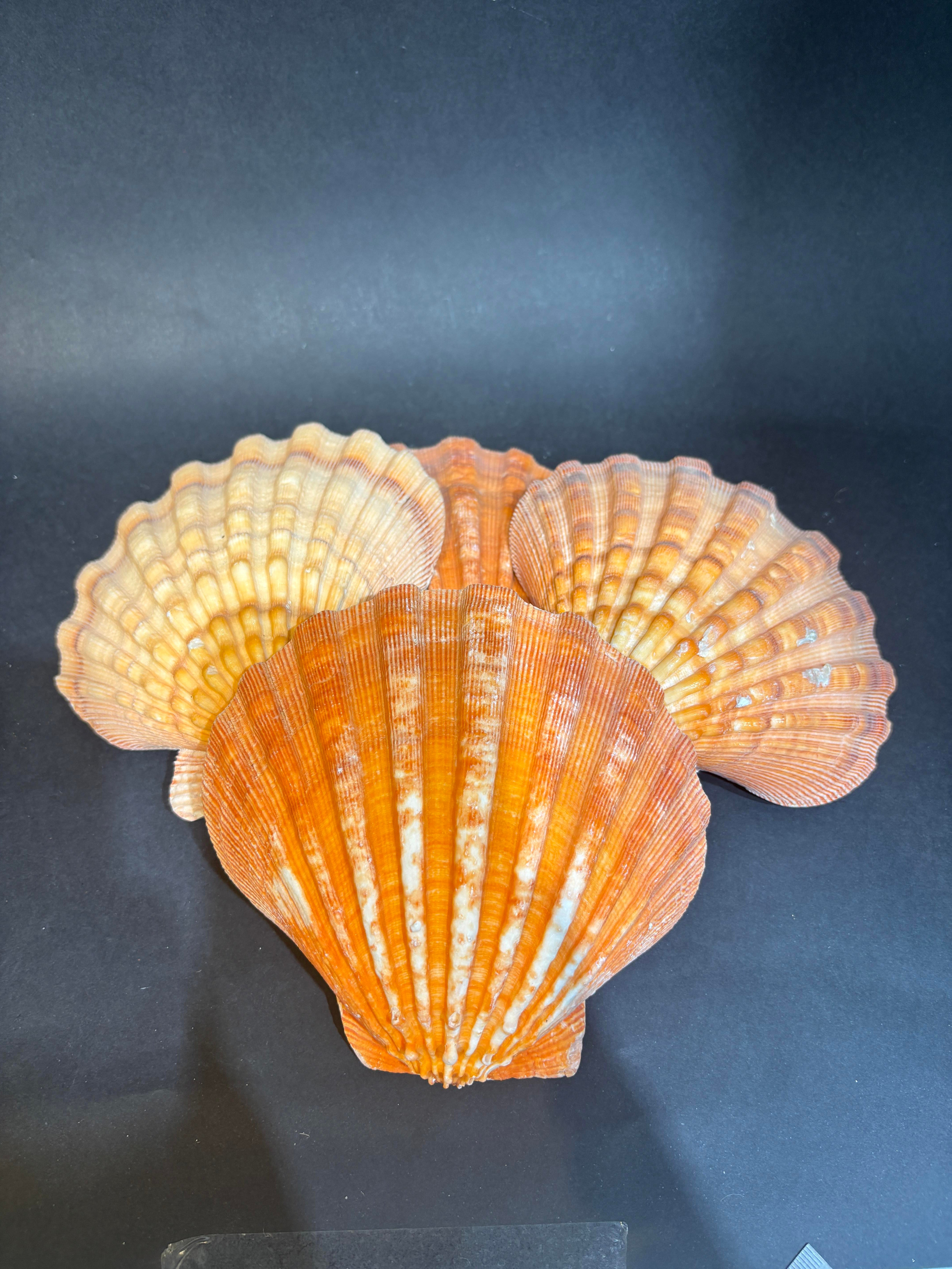 Lion's Paw Scallop Kabuk