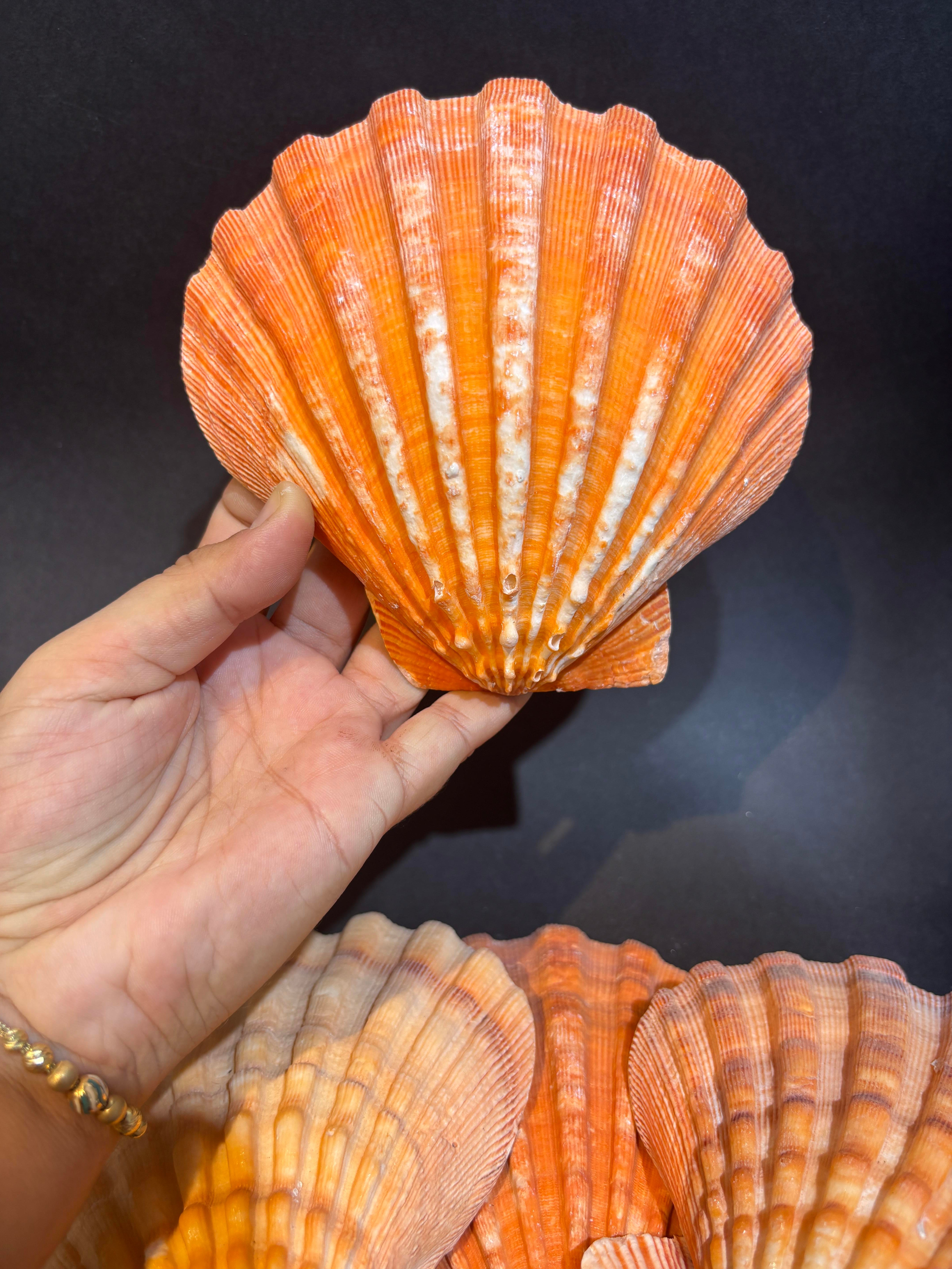 Lion's Paw Scallop Kabuk