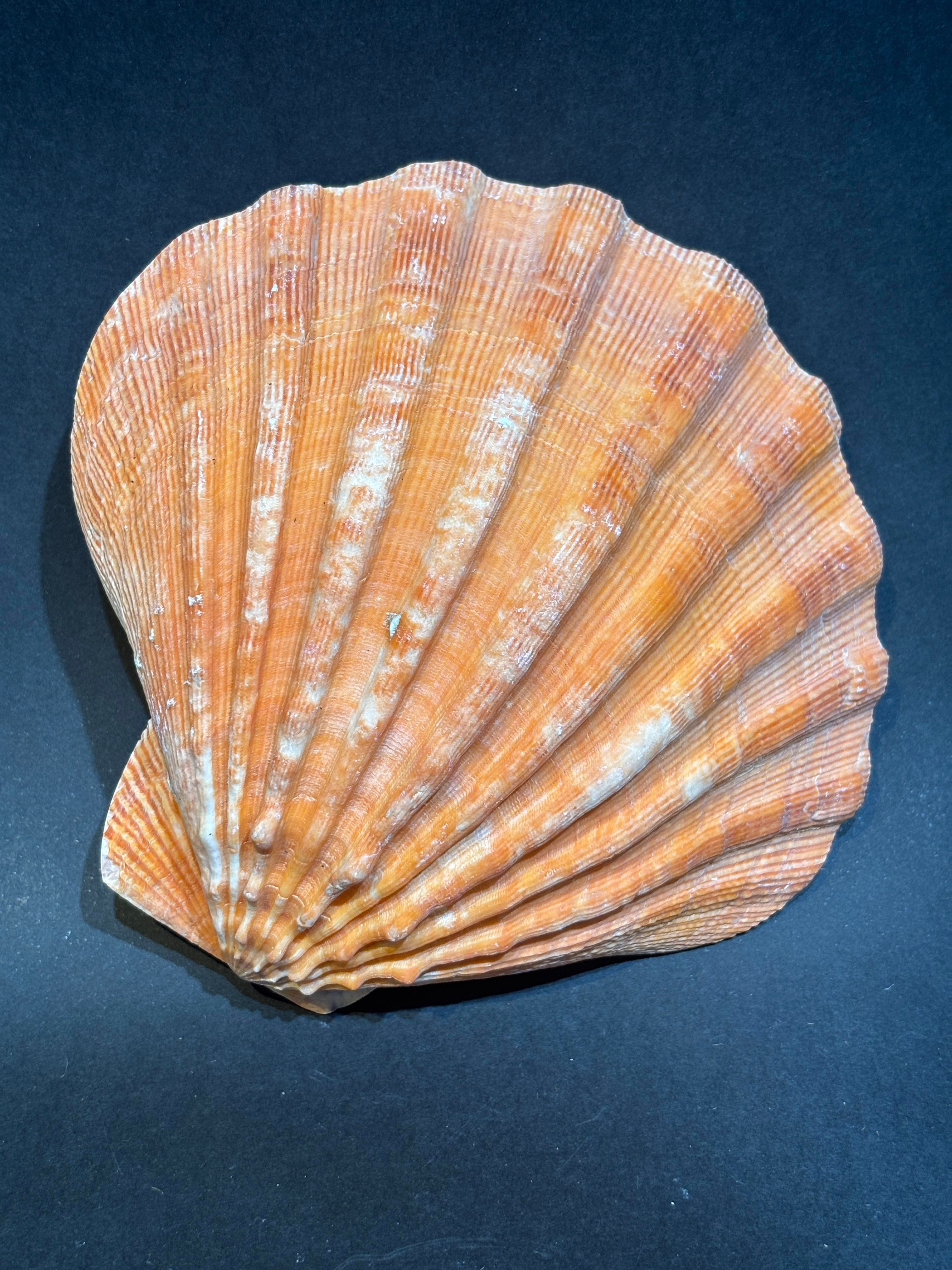 Lion's Paw Scallop Kabuk