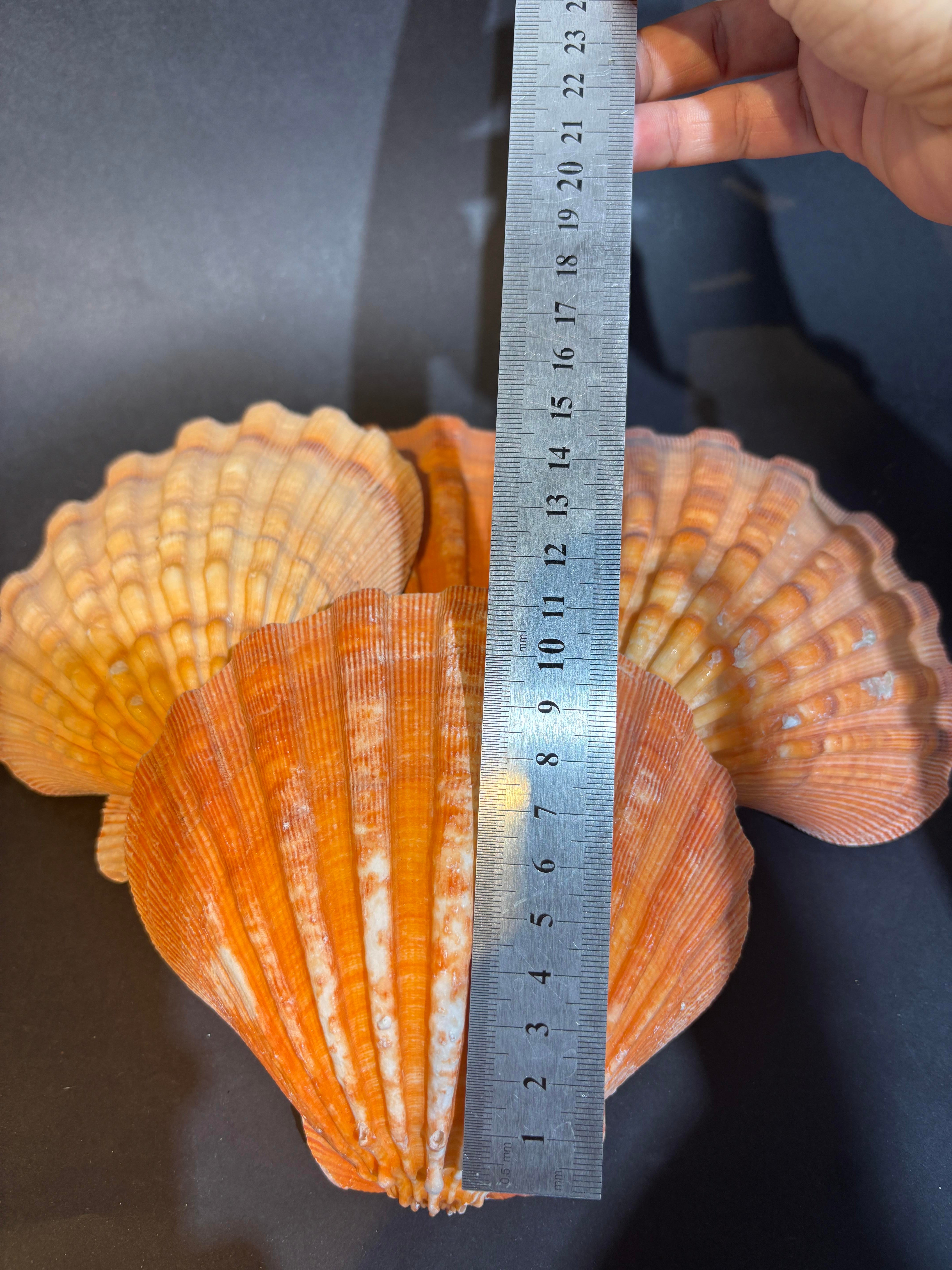 Lion's Paw Scallop Kabuk