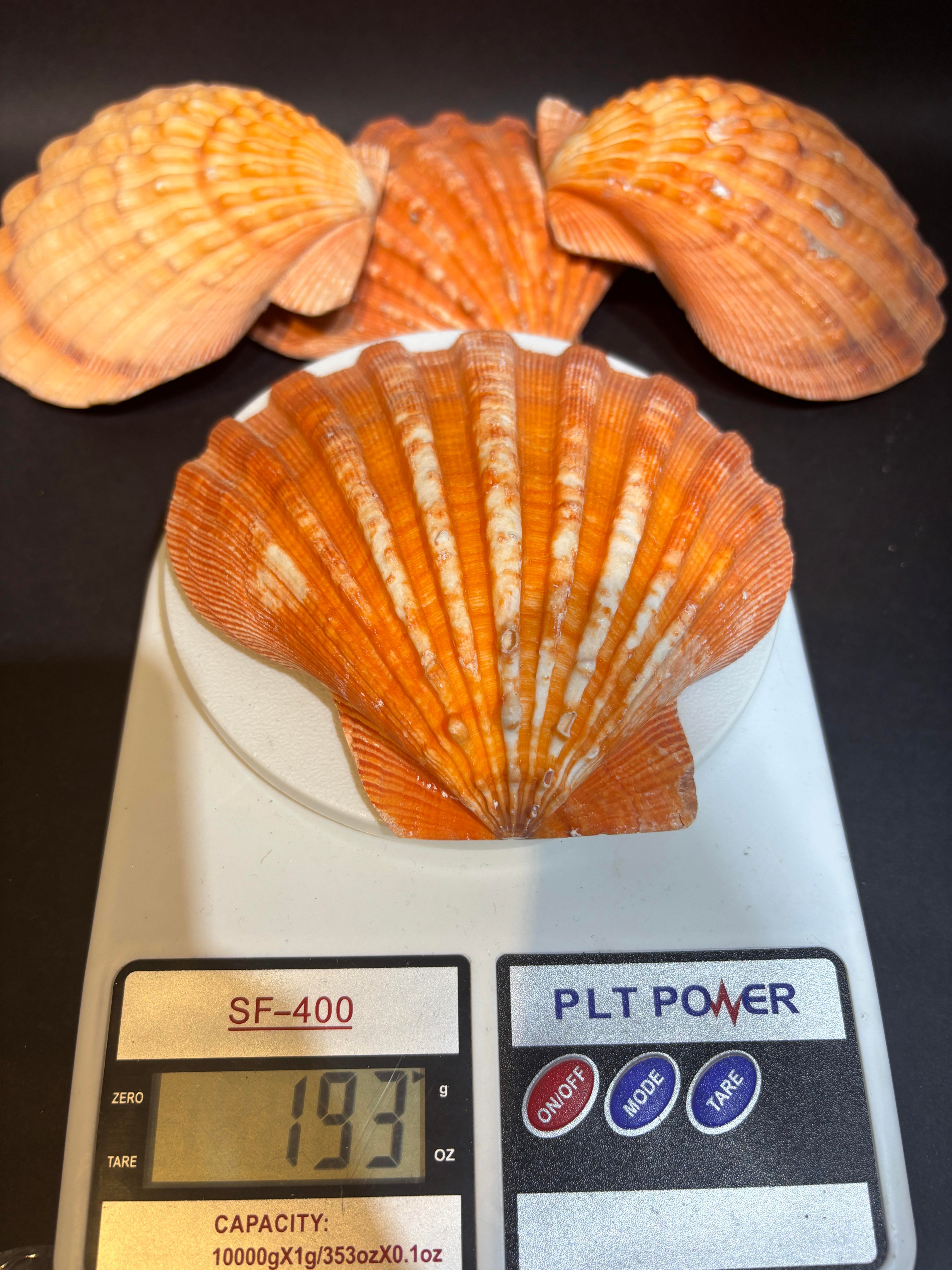 Lion's Paw Scallop Kabuk