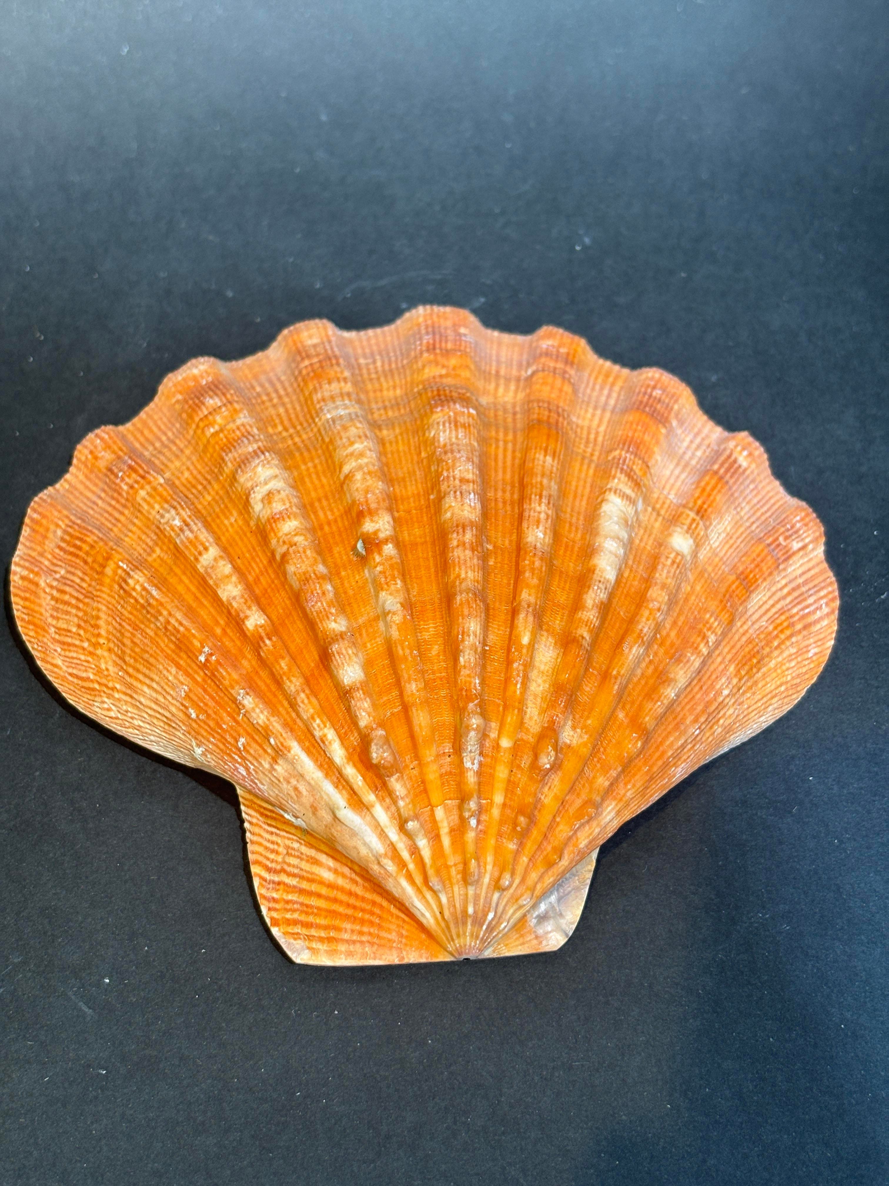 Lion's Paw Scallop Kabuk