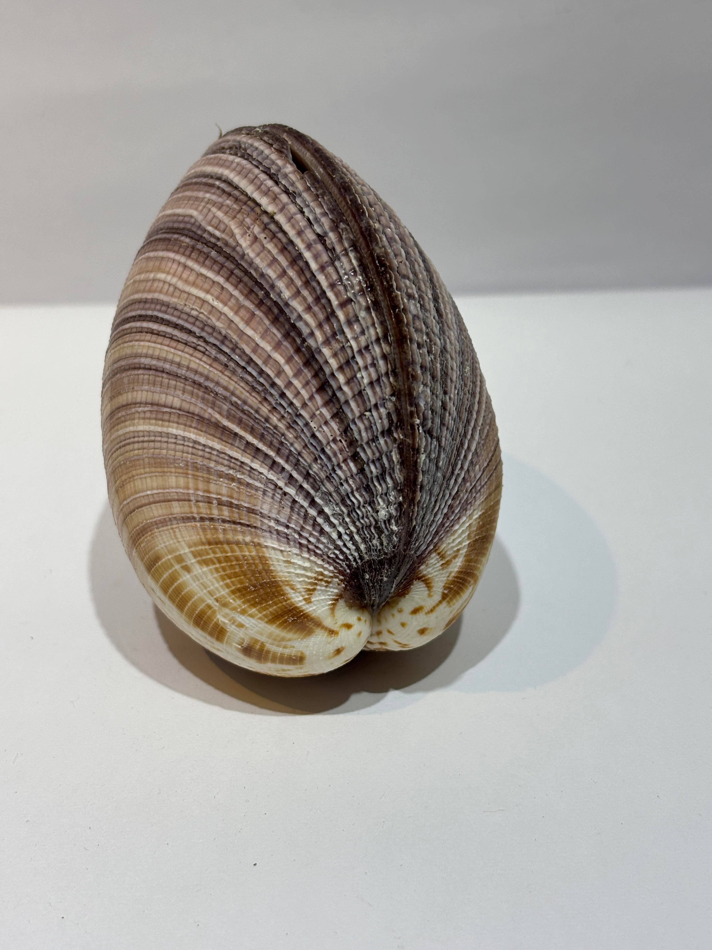 MAXIMA OKYANUS KABUK