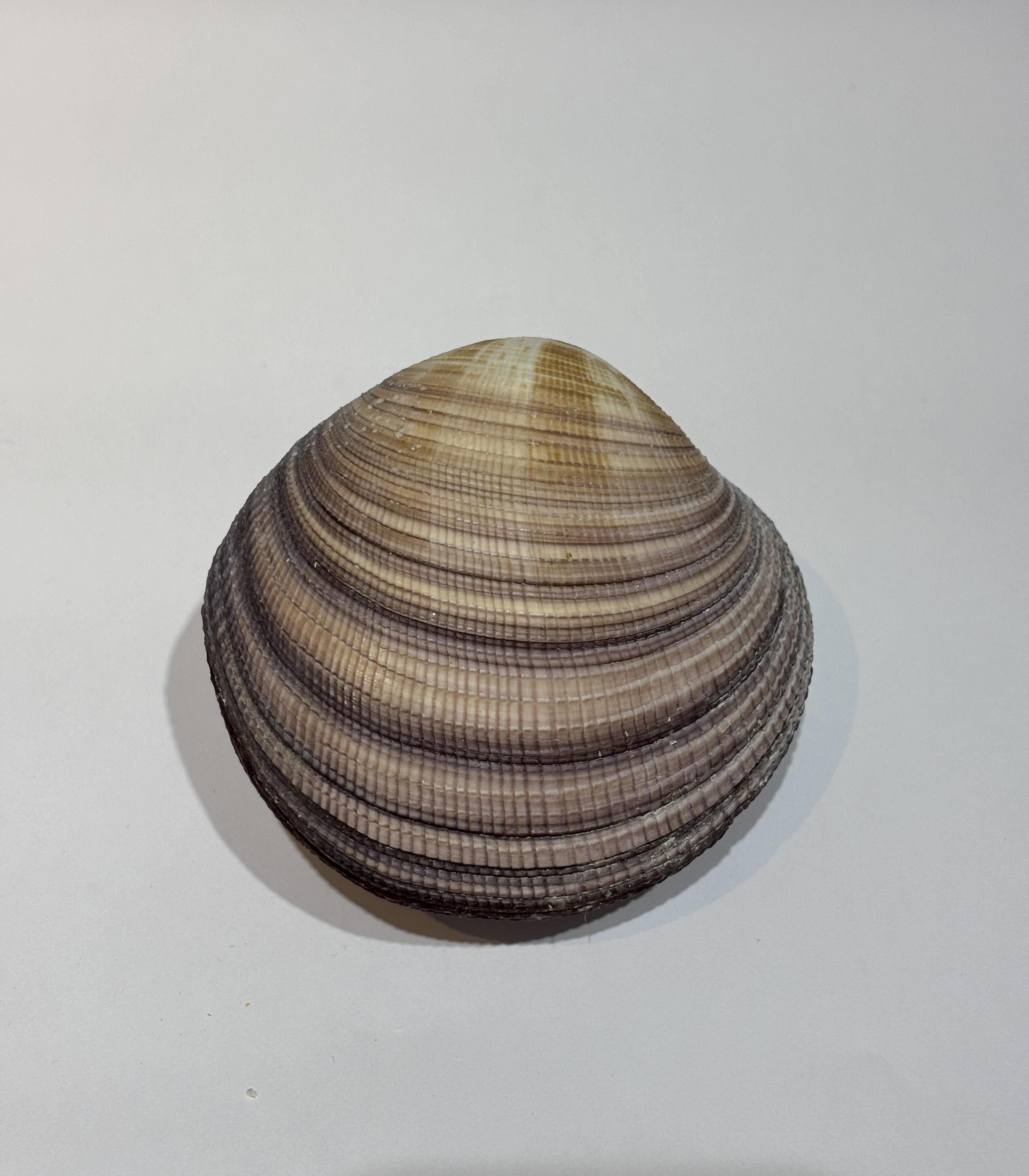 MAXIMA OKYANUS KABUK