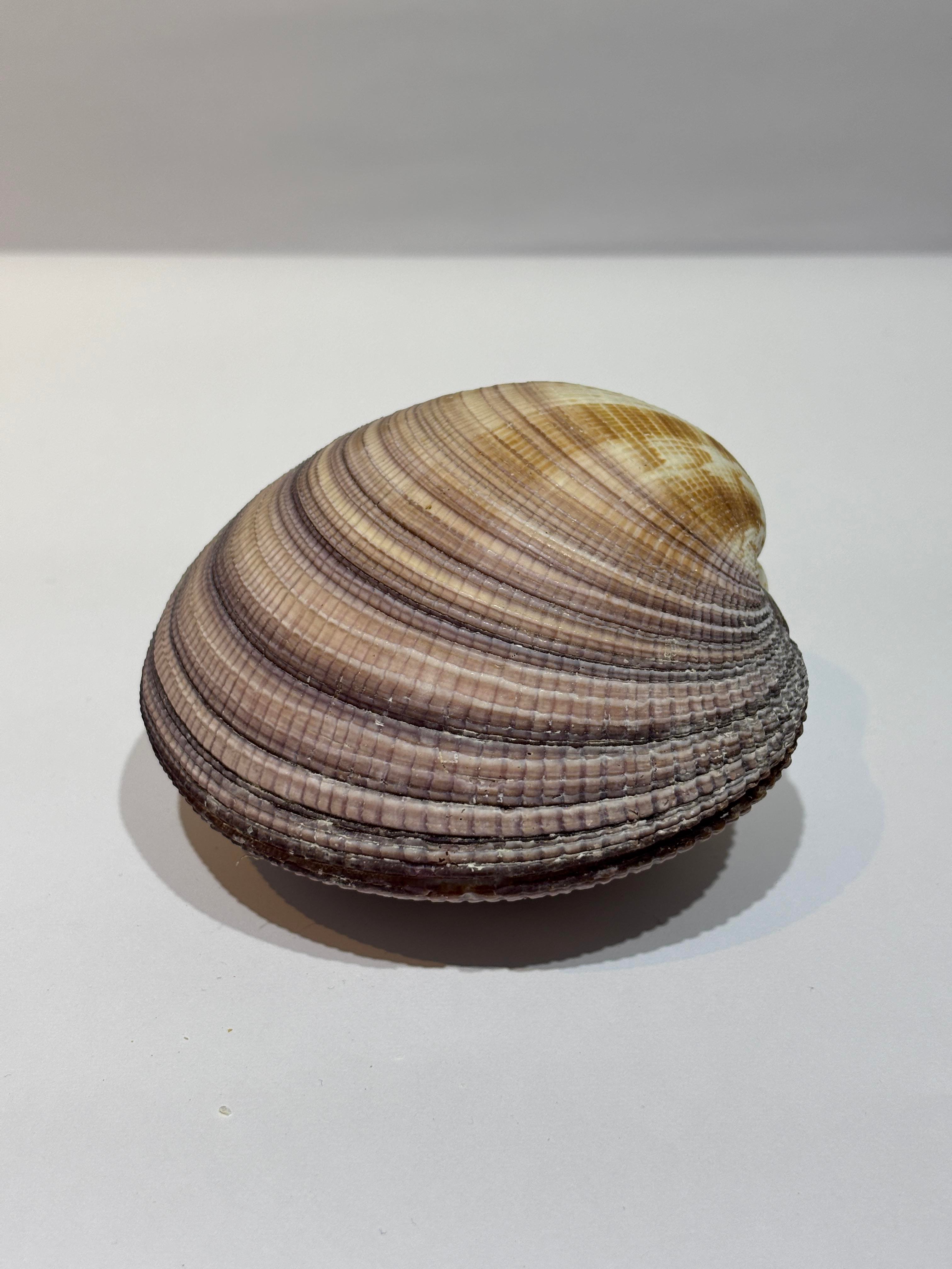 MAXIMA OKYANUS KABUK