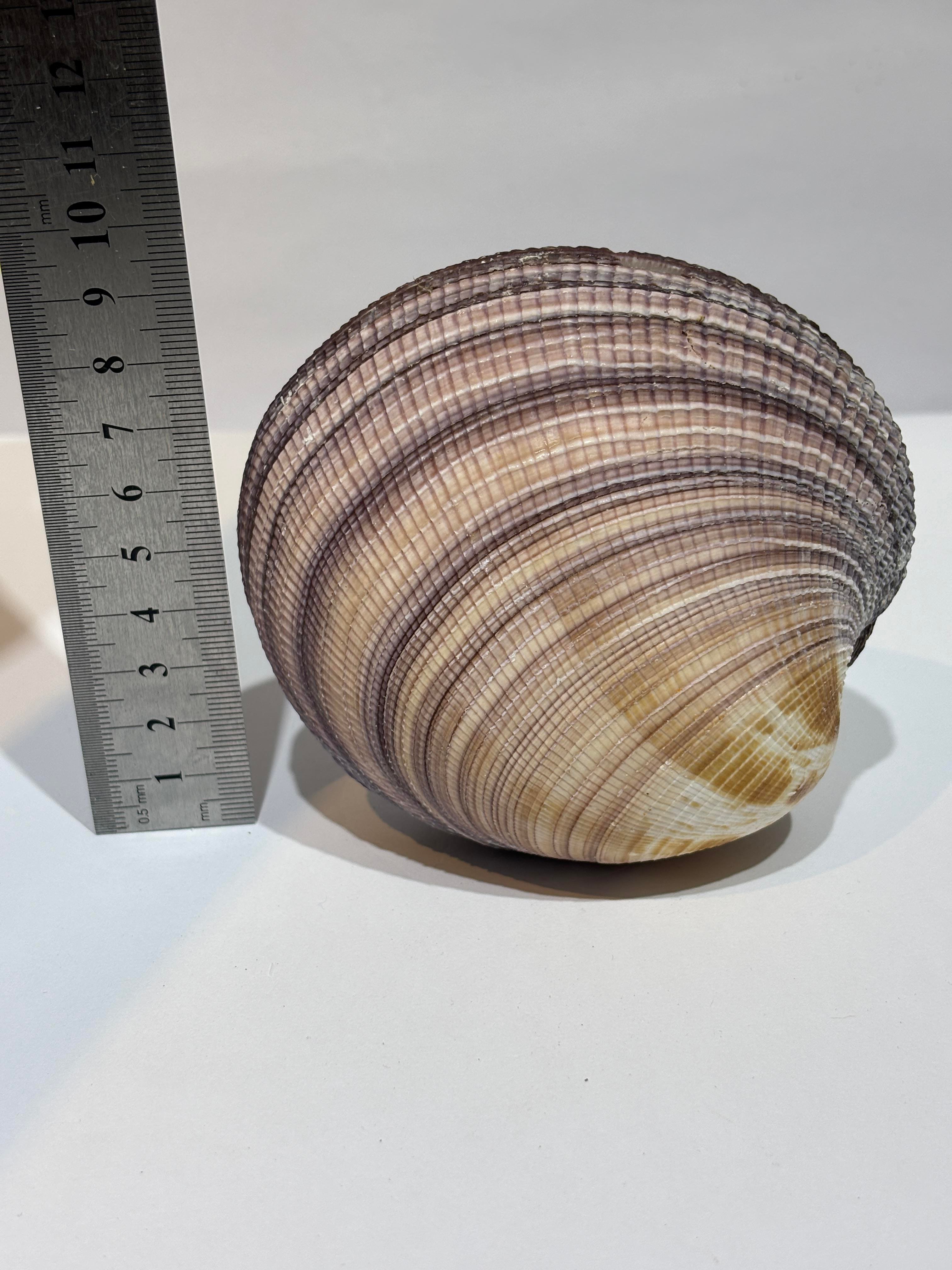 MAXIMA OKYANUS KABUK