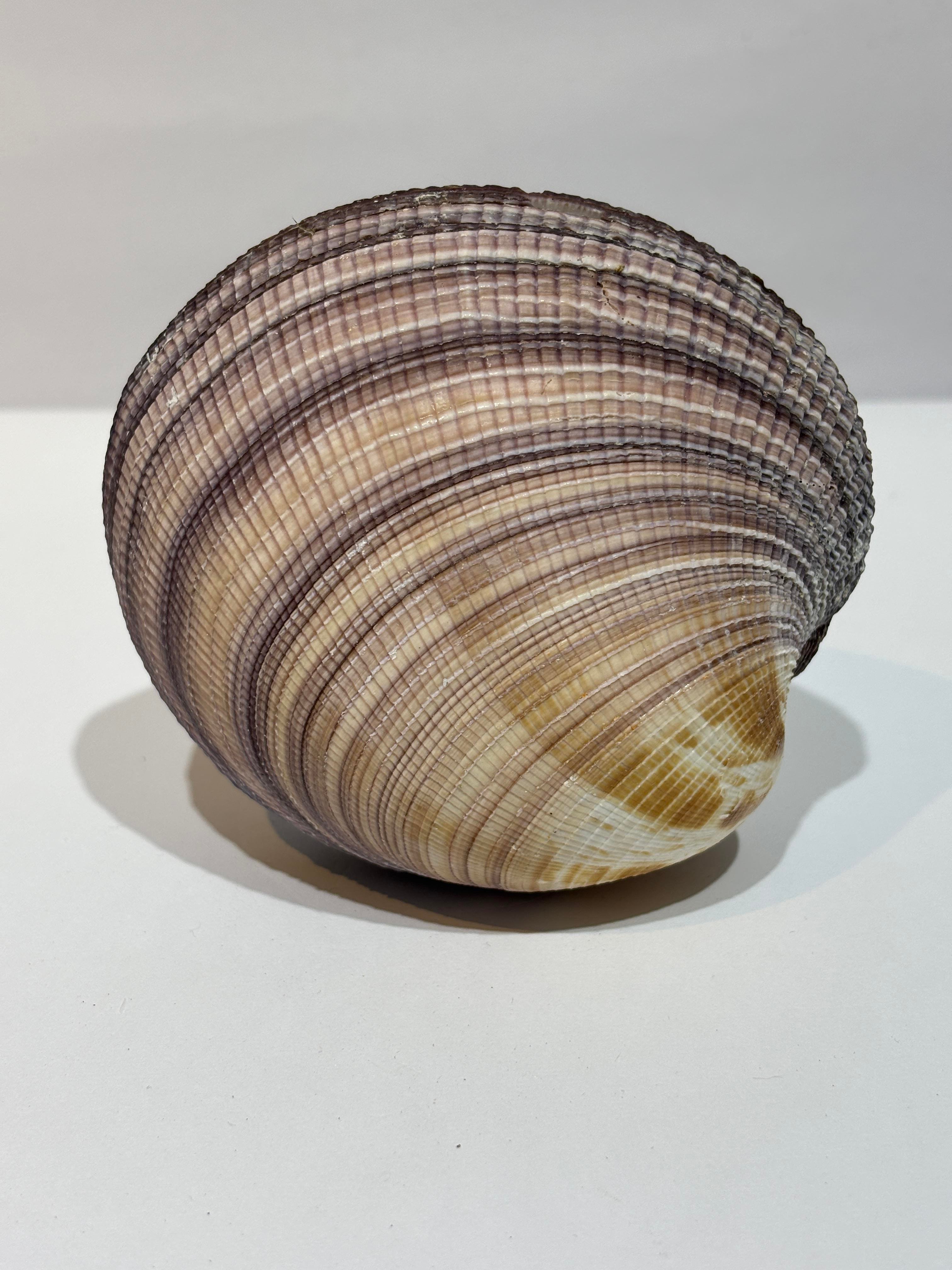MAXIMA OKYANUS KABUK