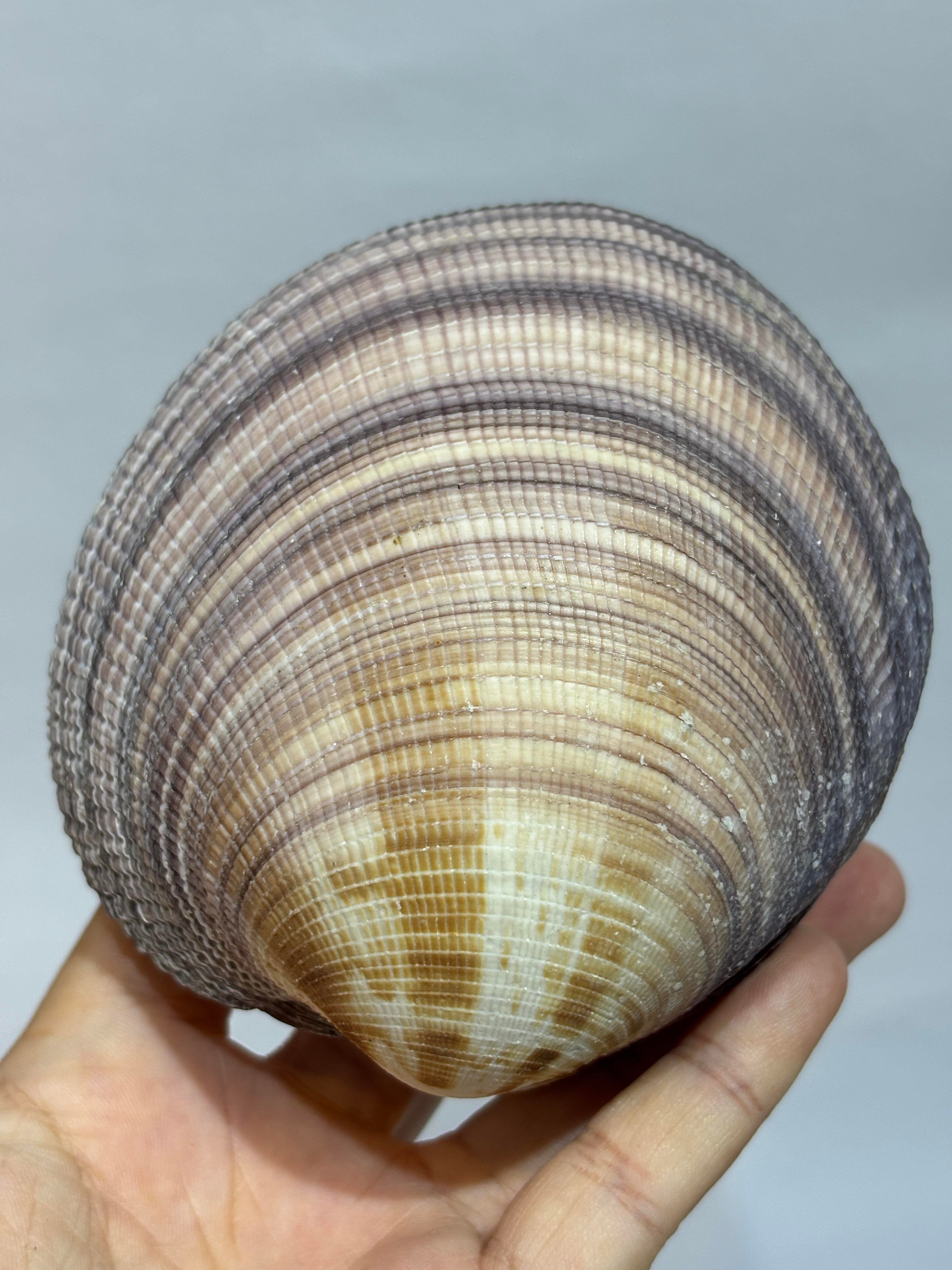MAXIMA OKYANUS KABUK