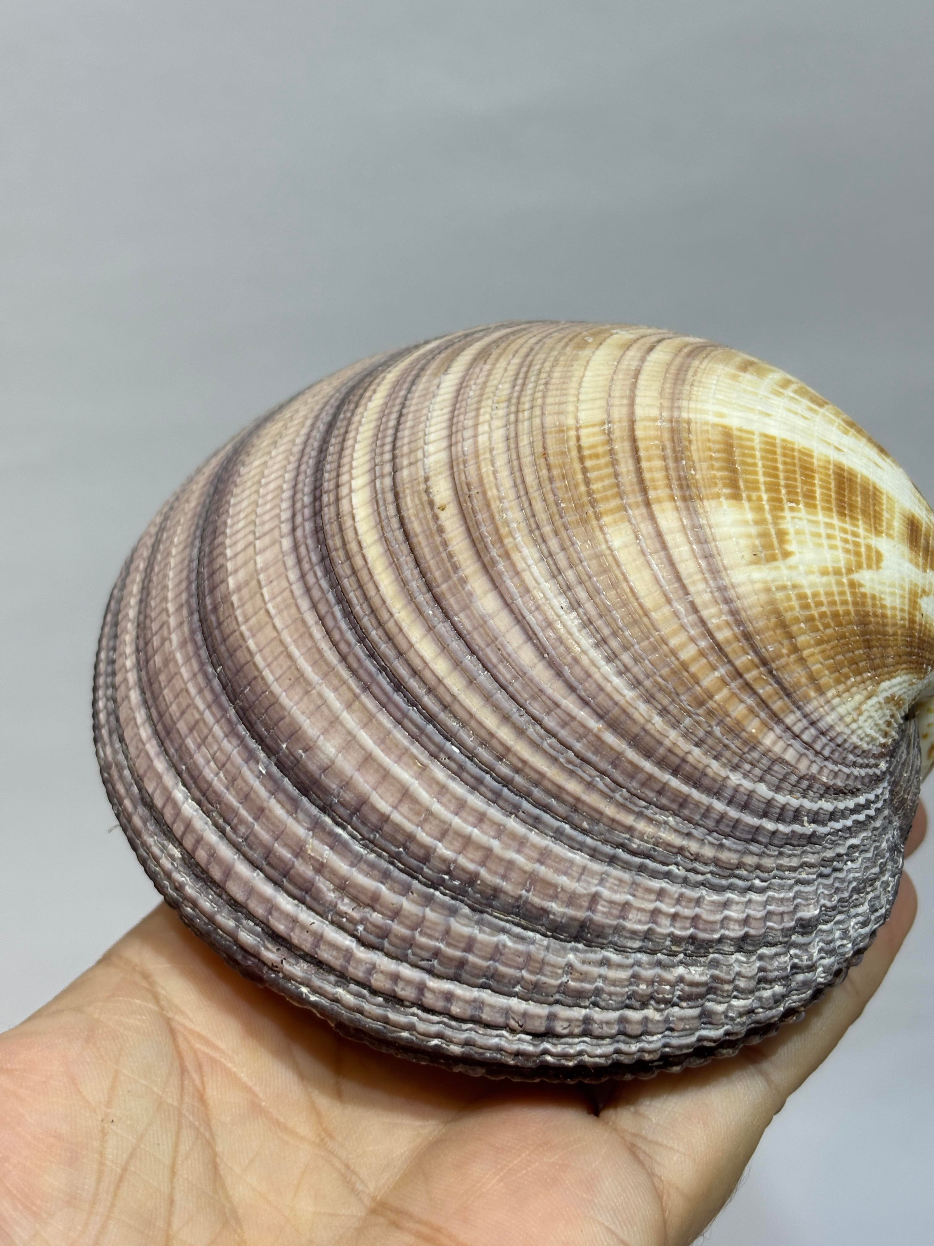 MAXIMA OKYANUS KABUK