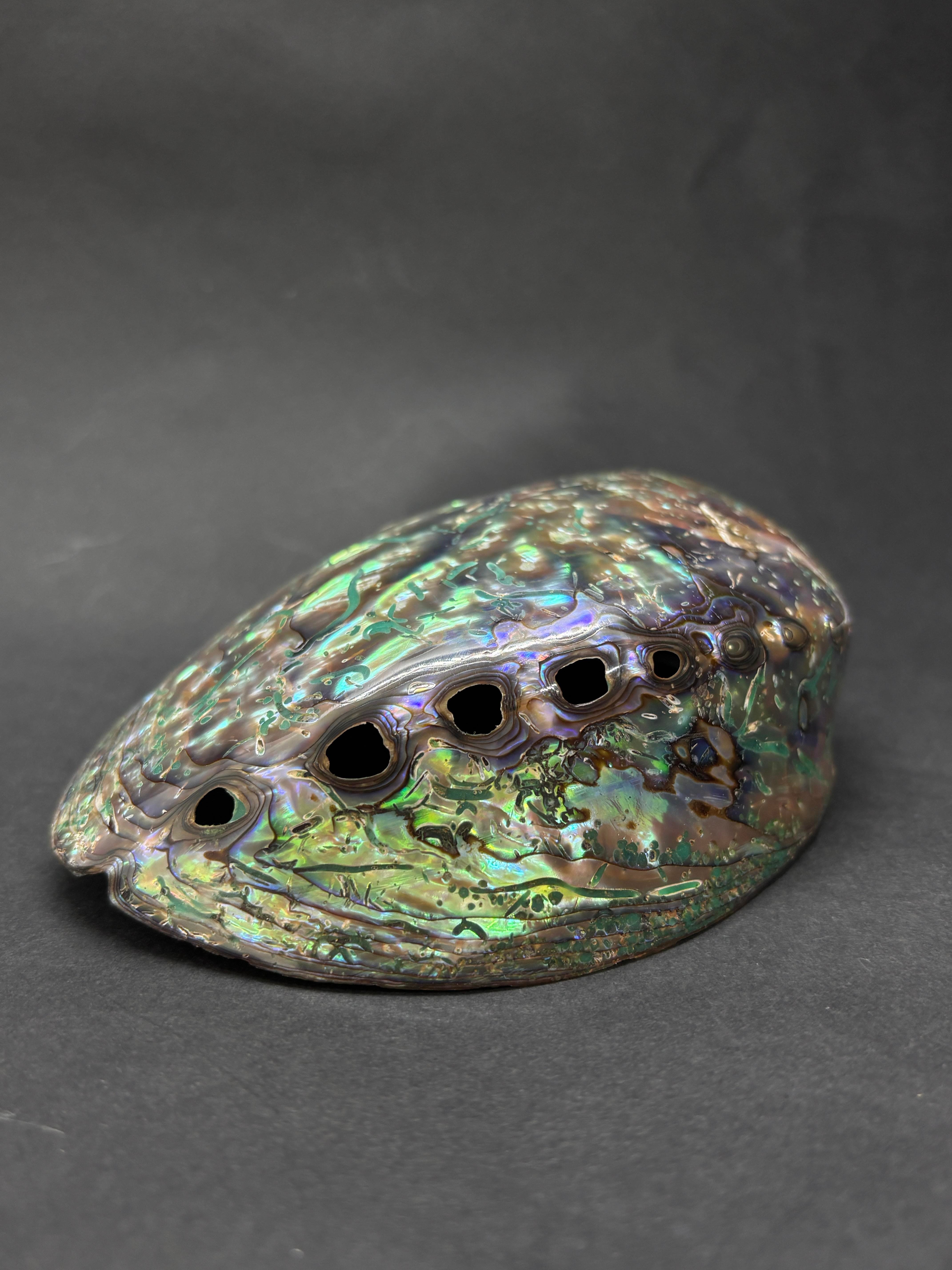 Paua Sedef Kabuk Filipinler