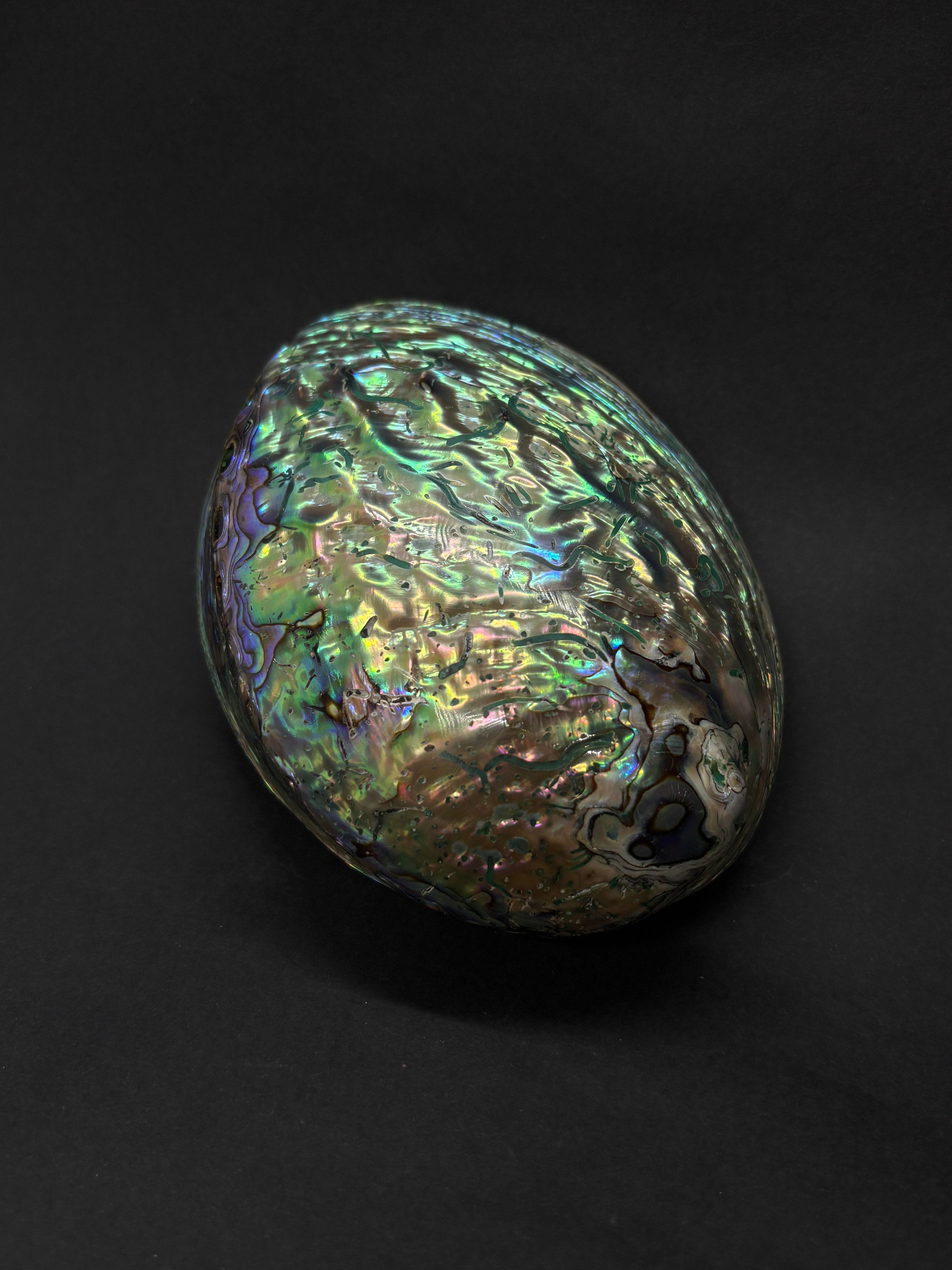 Paua Sedef Kabuk Filipinler