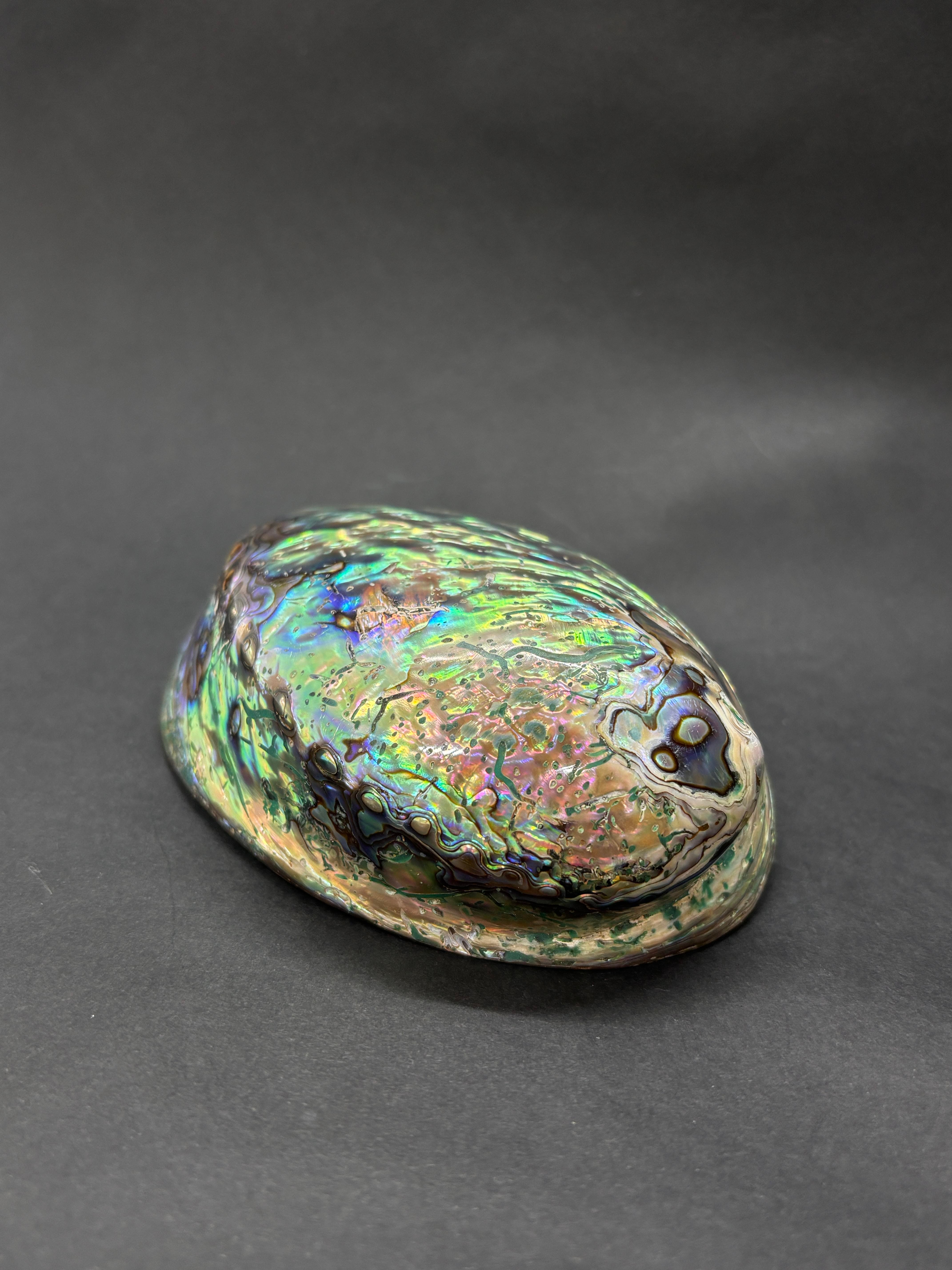 Paua Sedef Kabuk Filipinler