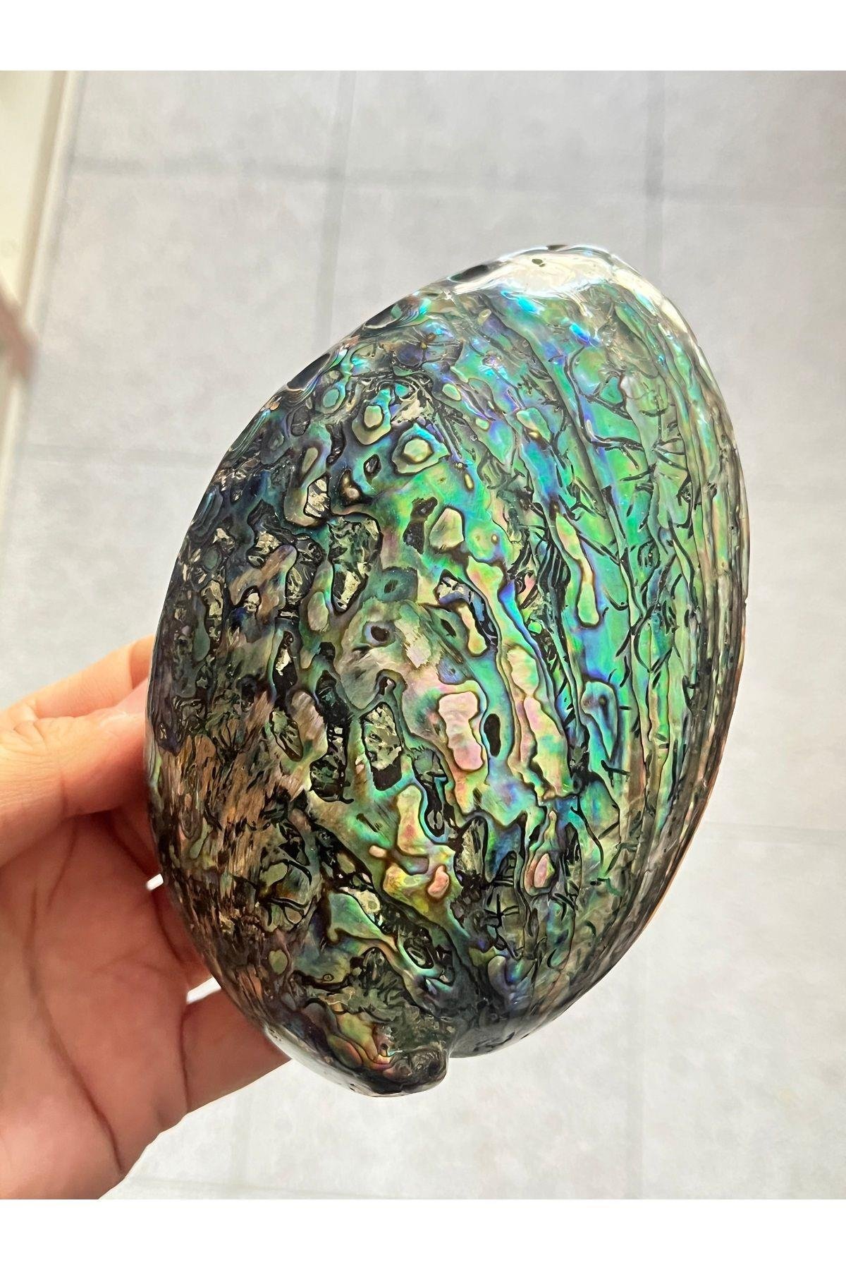 Paua Sedef Kabuk Filipinler