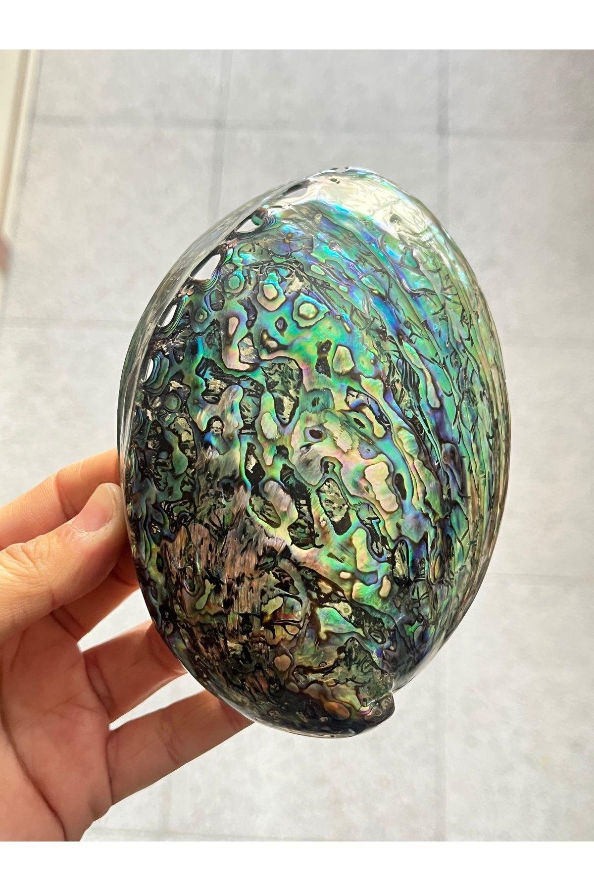 Paua Sedef Kabuk Filipinler