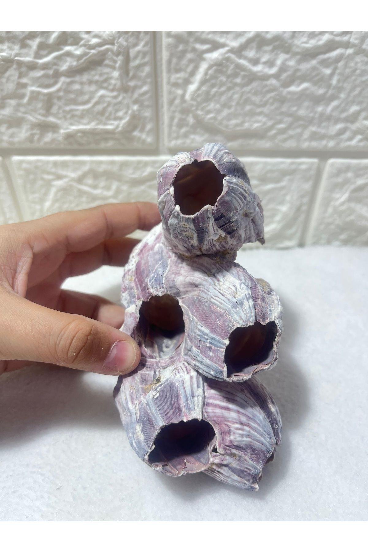 Pink Barnacle 5 Yuvalı Akvaryum Dekoru