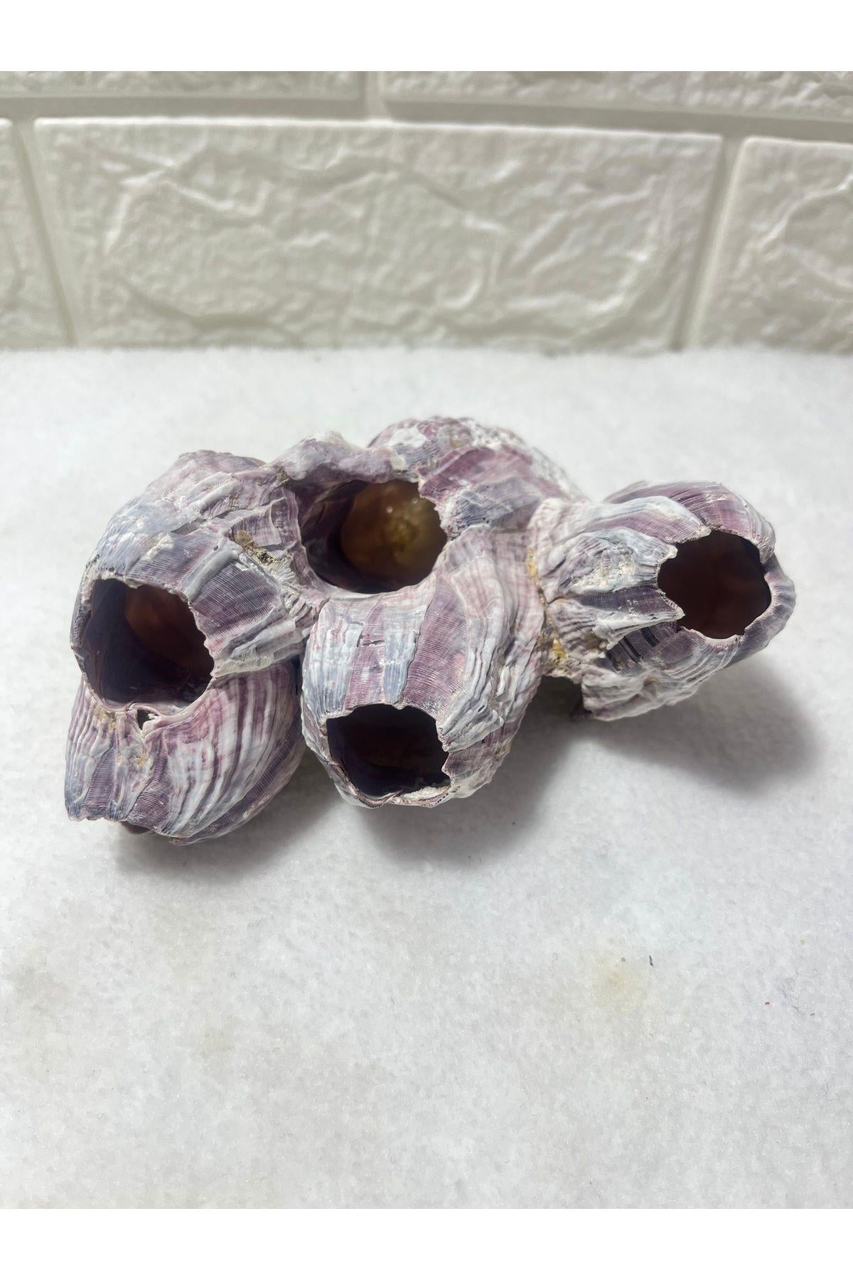 Pink Barnacle 5 Yuvalı Akvaryum Dekoru