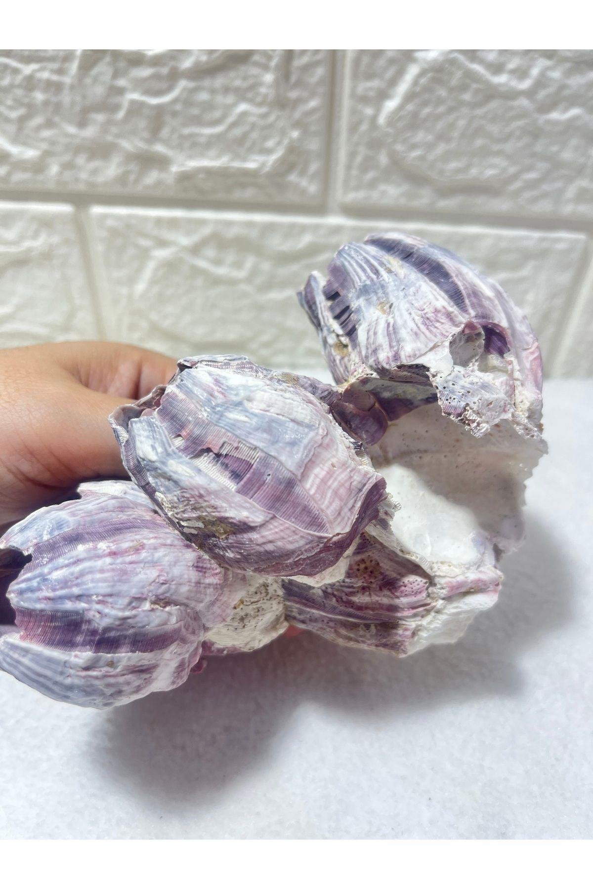 Pink Barnacle 5 Yuvalı Akvaryum Dekoru