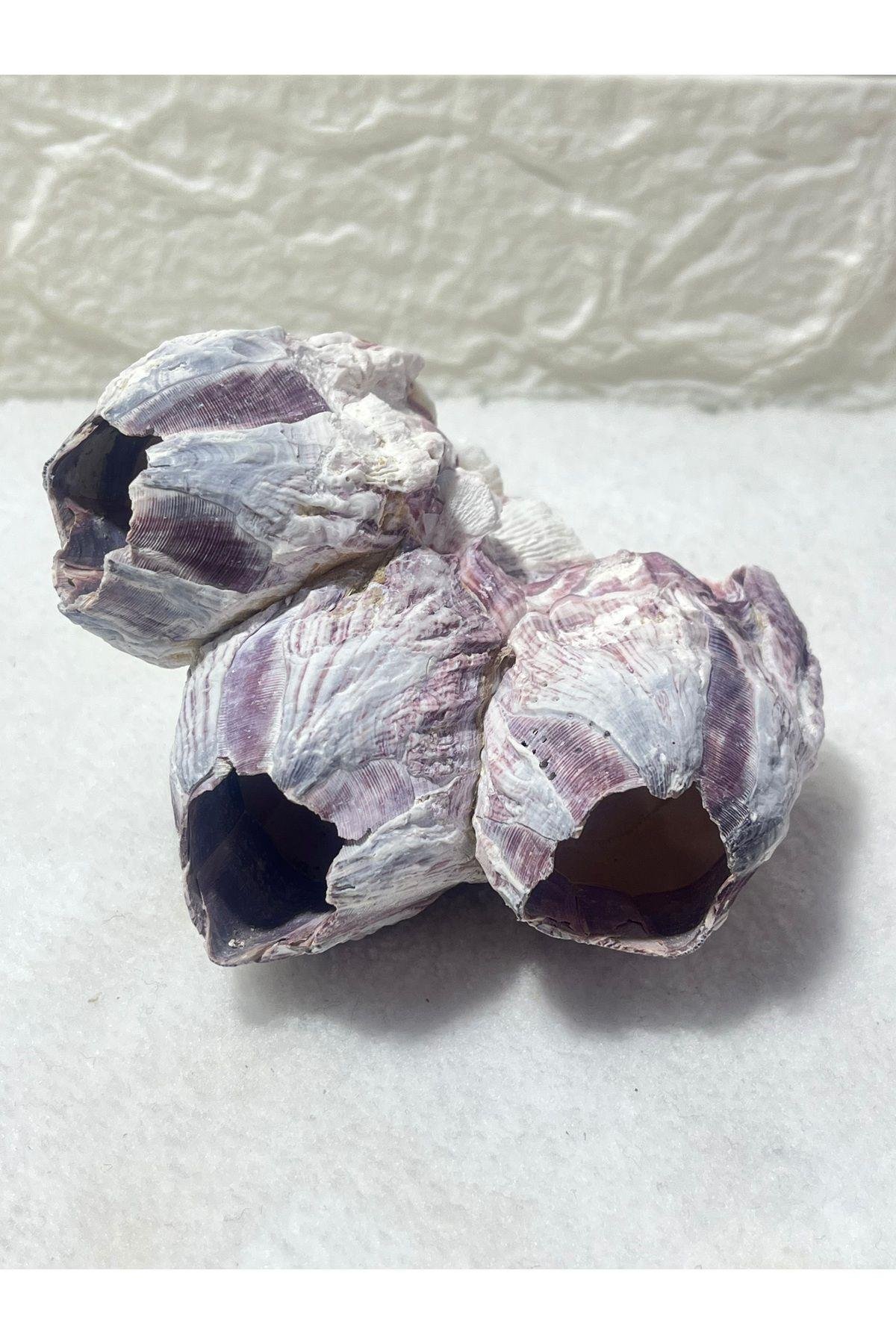 Pink Barnacle Akvaryum