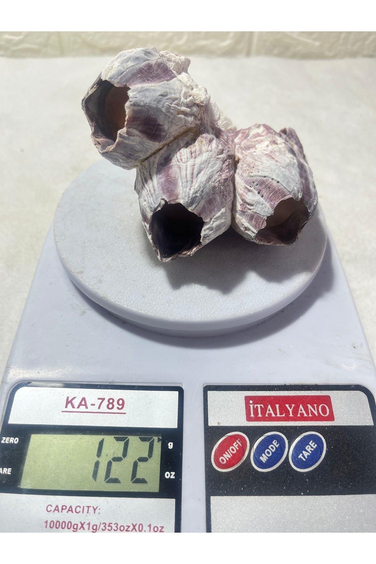 Pink Barnacle Akvaryum