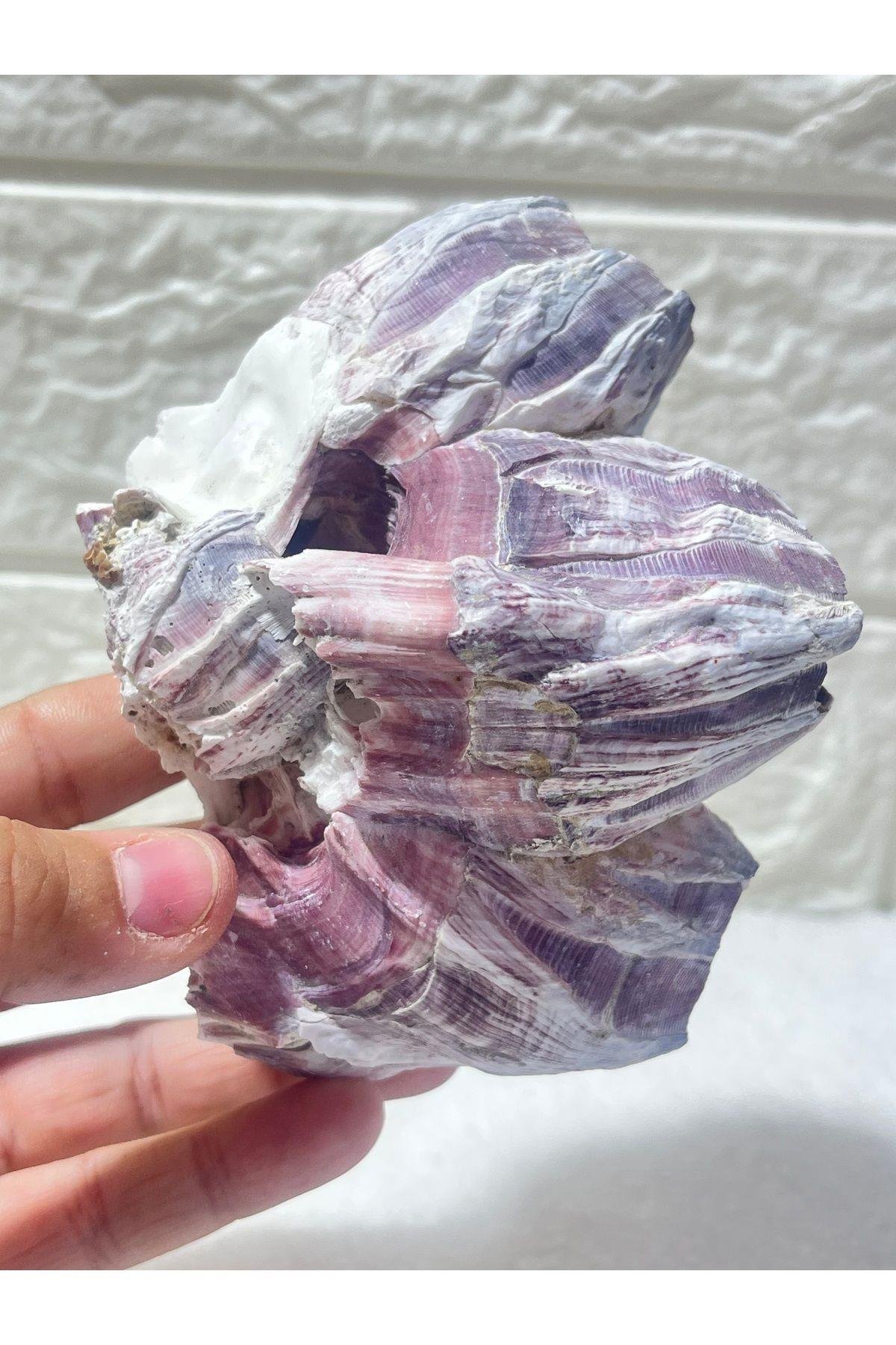 Pink Barnacle Akvaryum