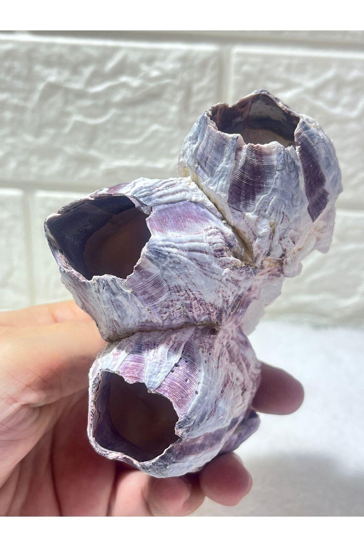 Pink Barnacle Akvaryum