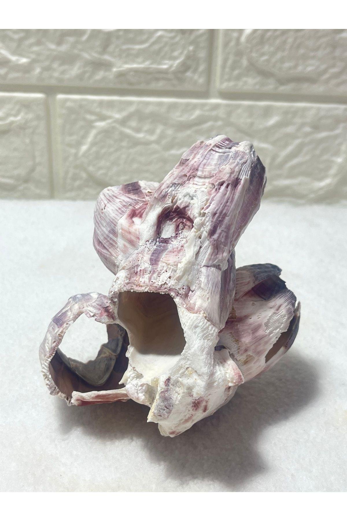 Pink Barnacle Akvaryum Dekor