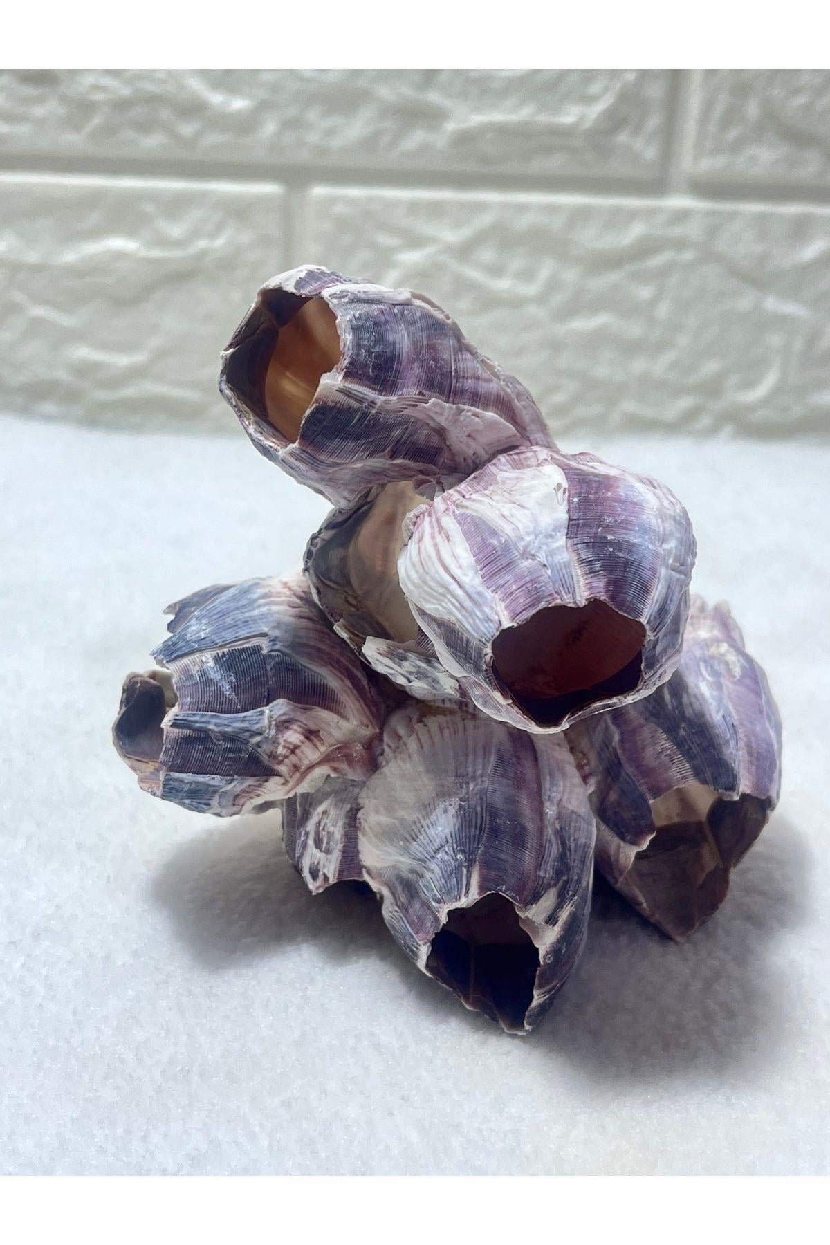 Pink Barnacle Akvaryum Dekor