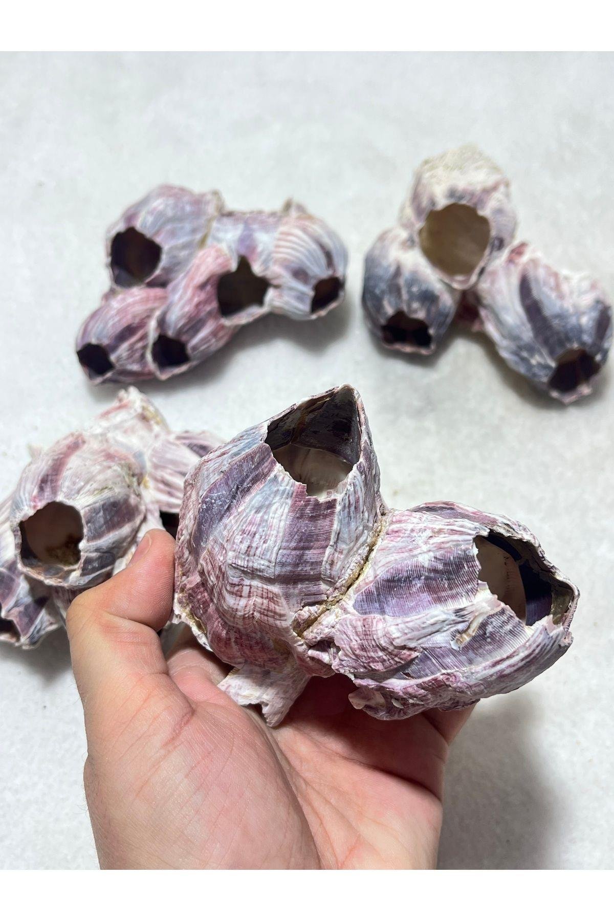 Pink Barnacle Orta Boy