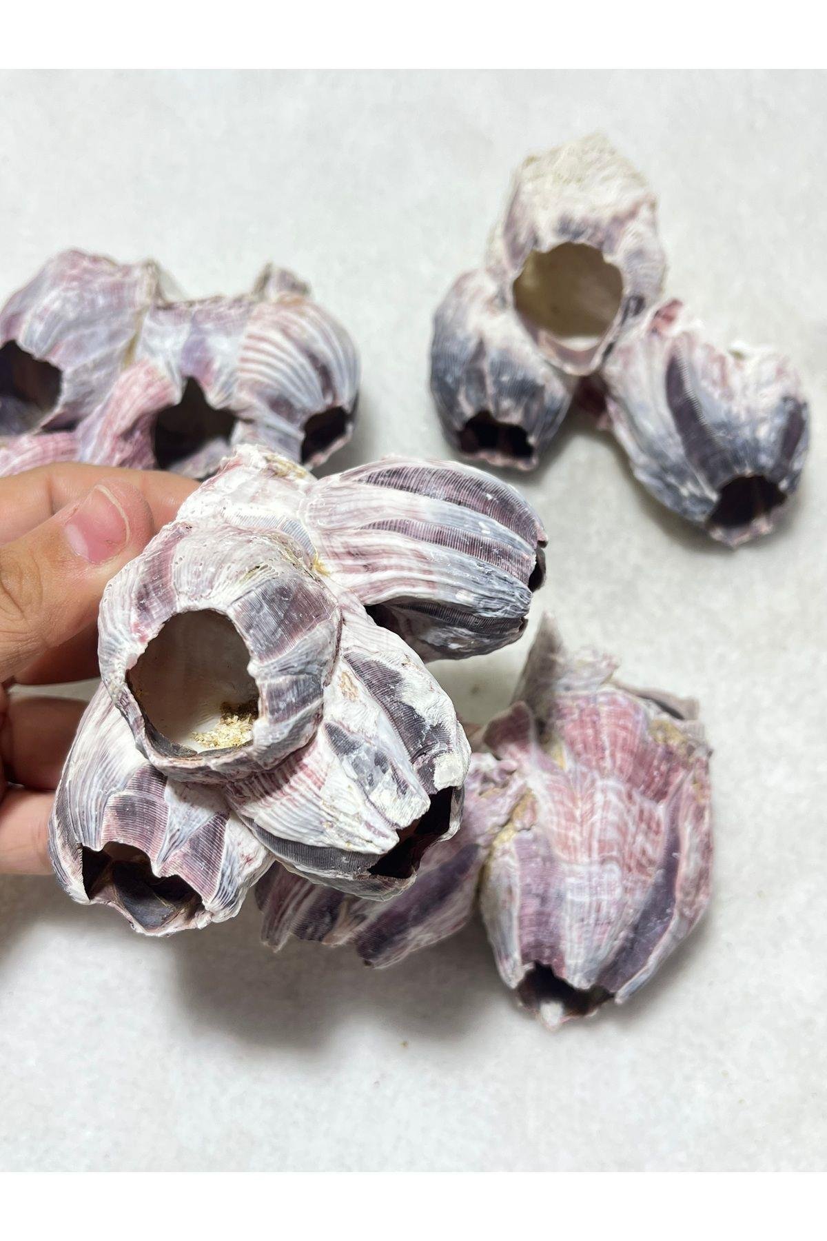 Pink Barnacle Orta Boy