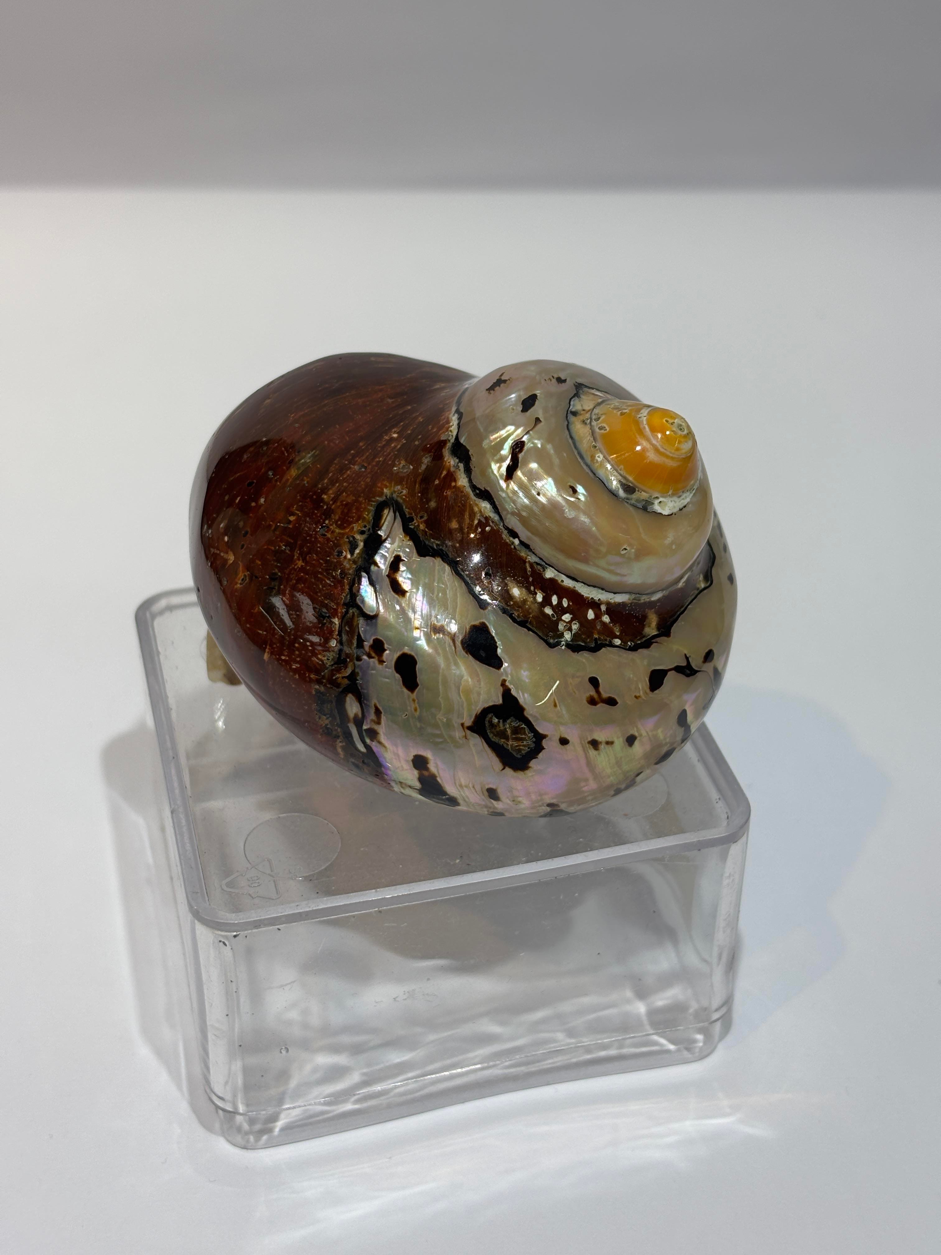 SARMATICOS KABUK