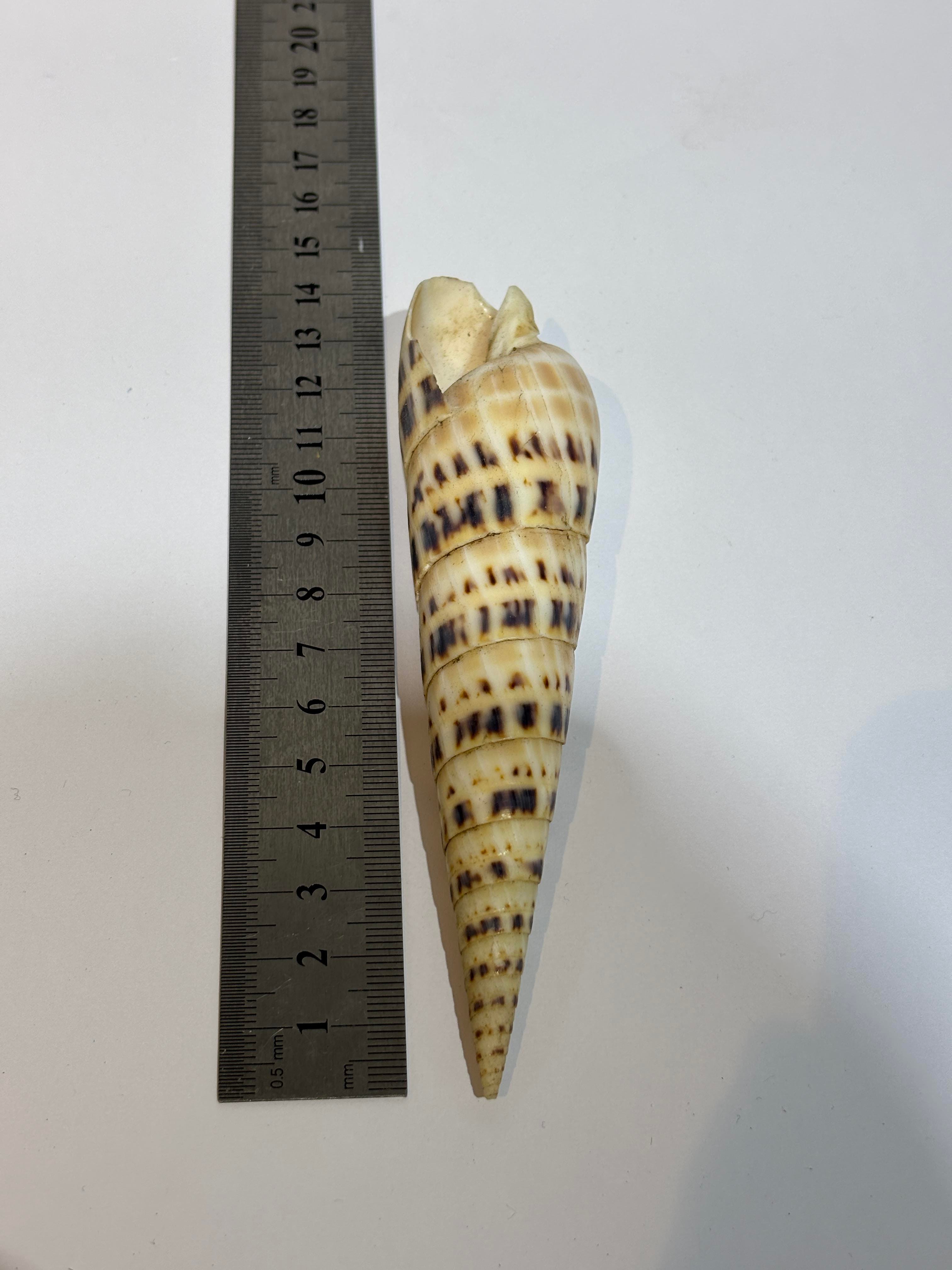 TEREBRA OKYANUS KABUK