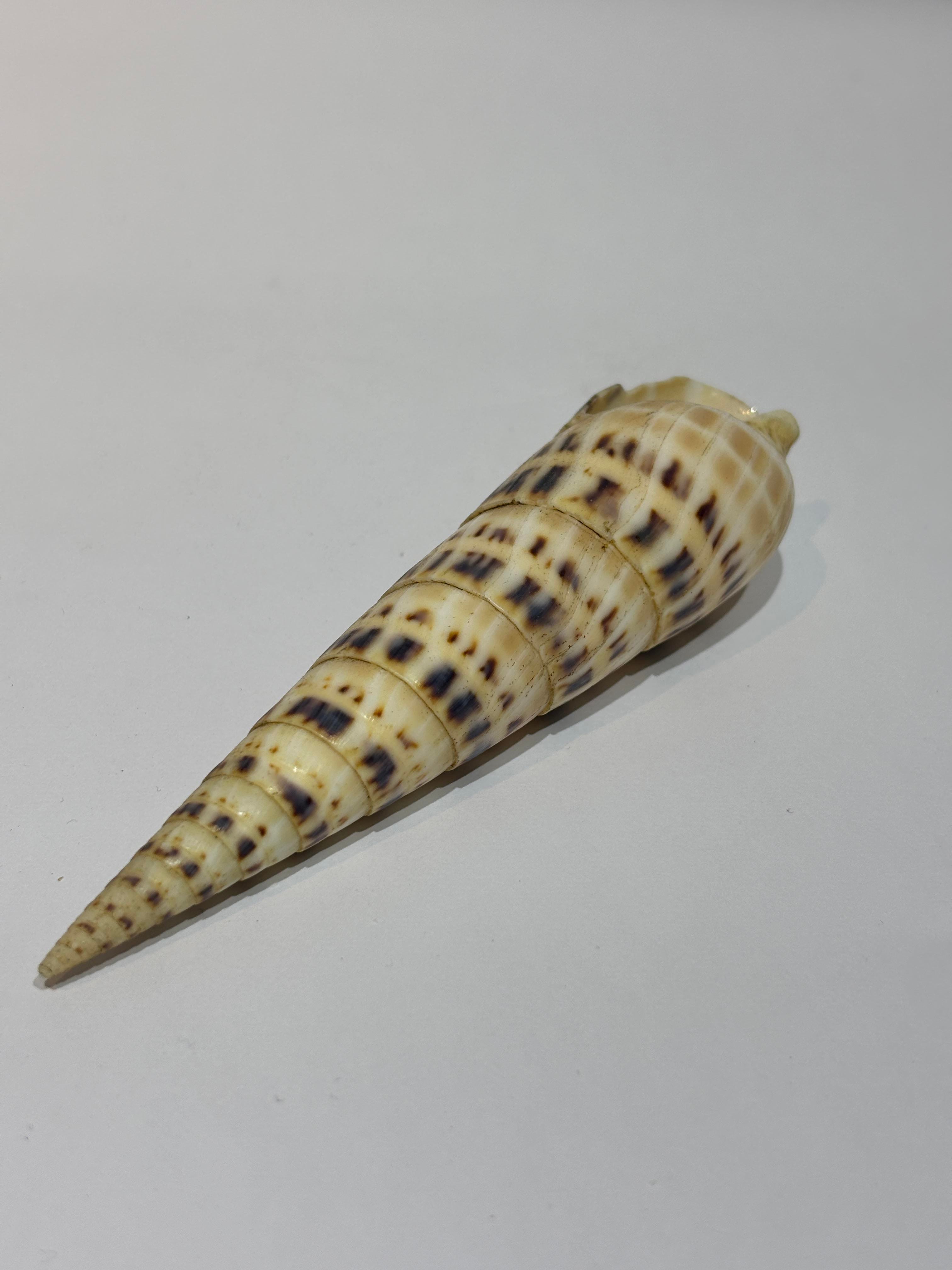 TEREBRA OKYANUS KABUK