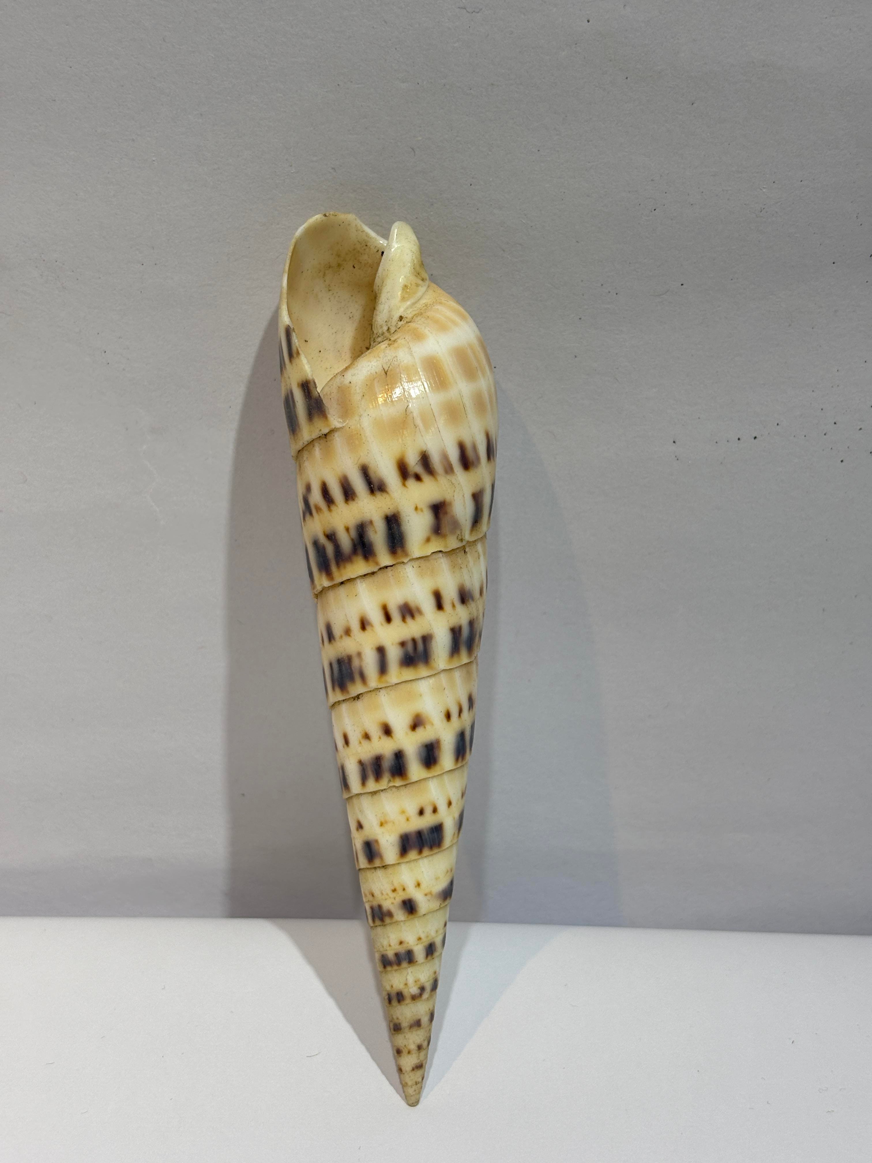 TEREBRA OKYANUS KABUK