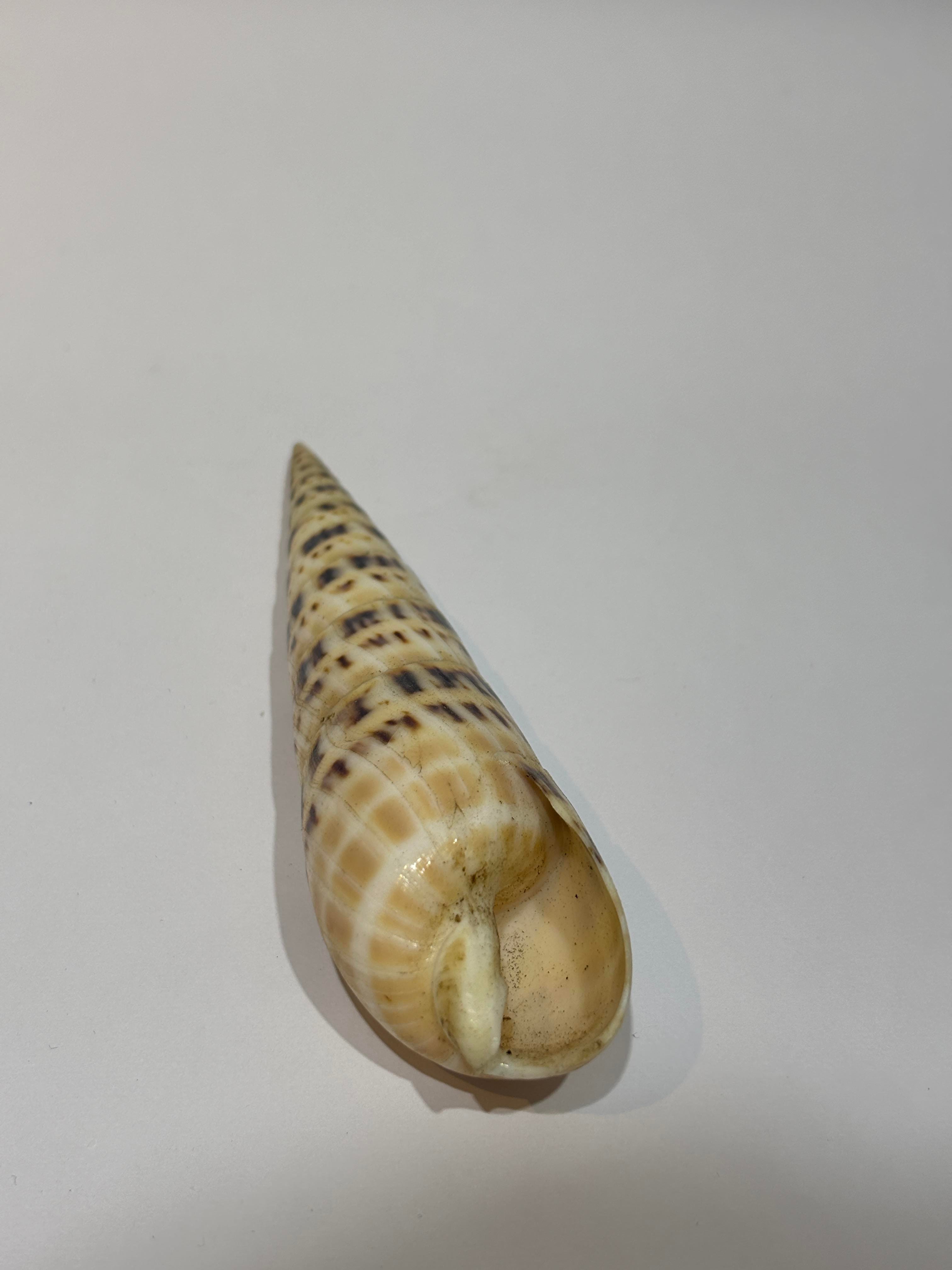 TEREBRA OKYANUS KABUK