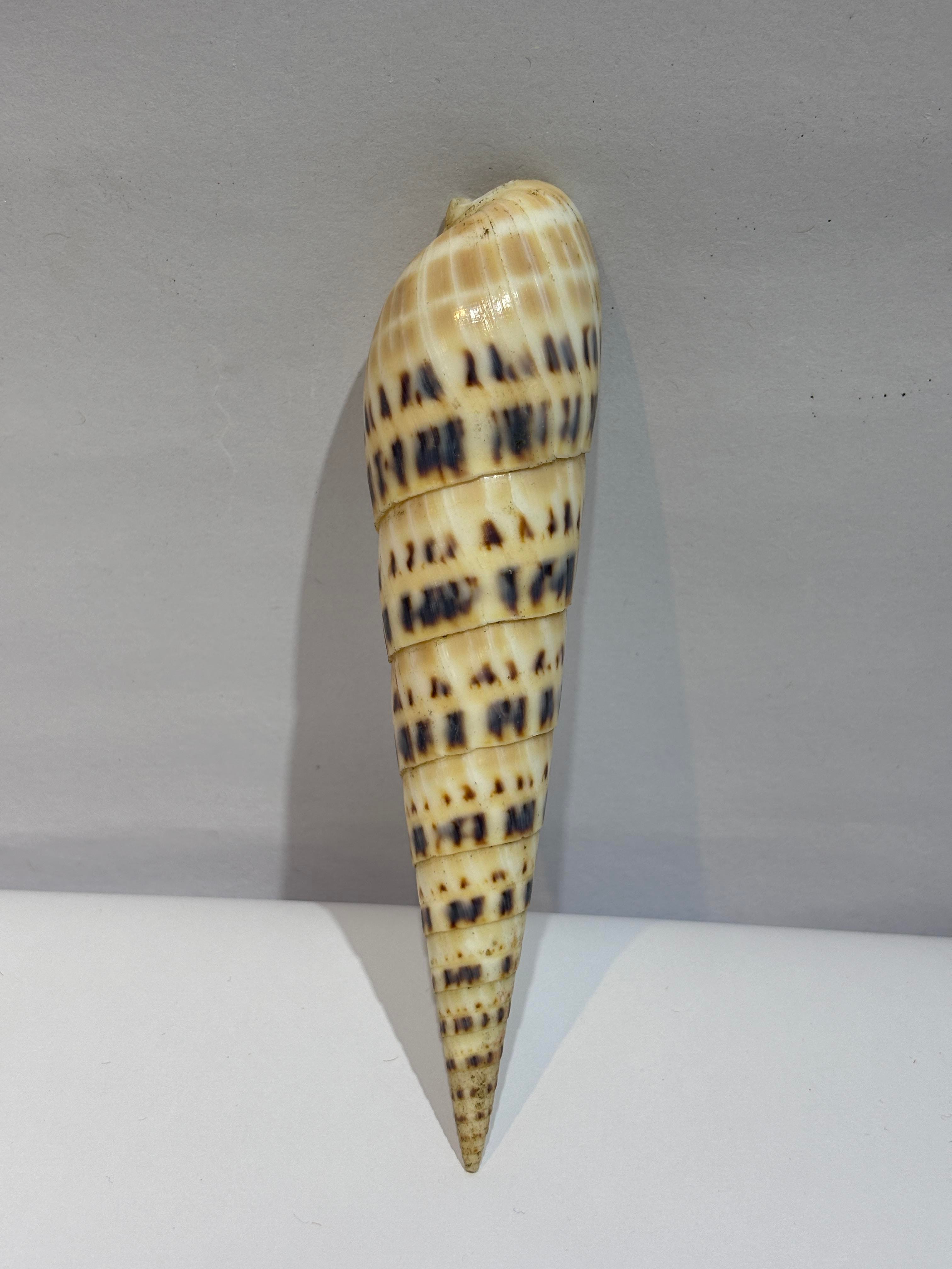TEREBRA OKYANUS KABUK