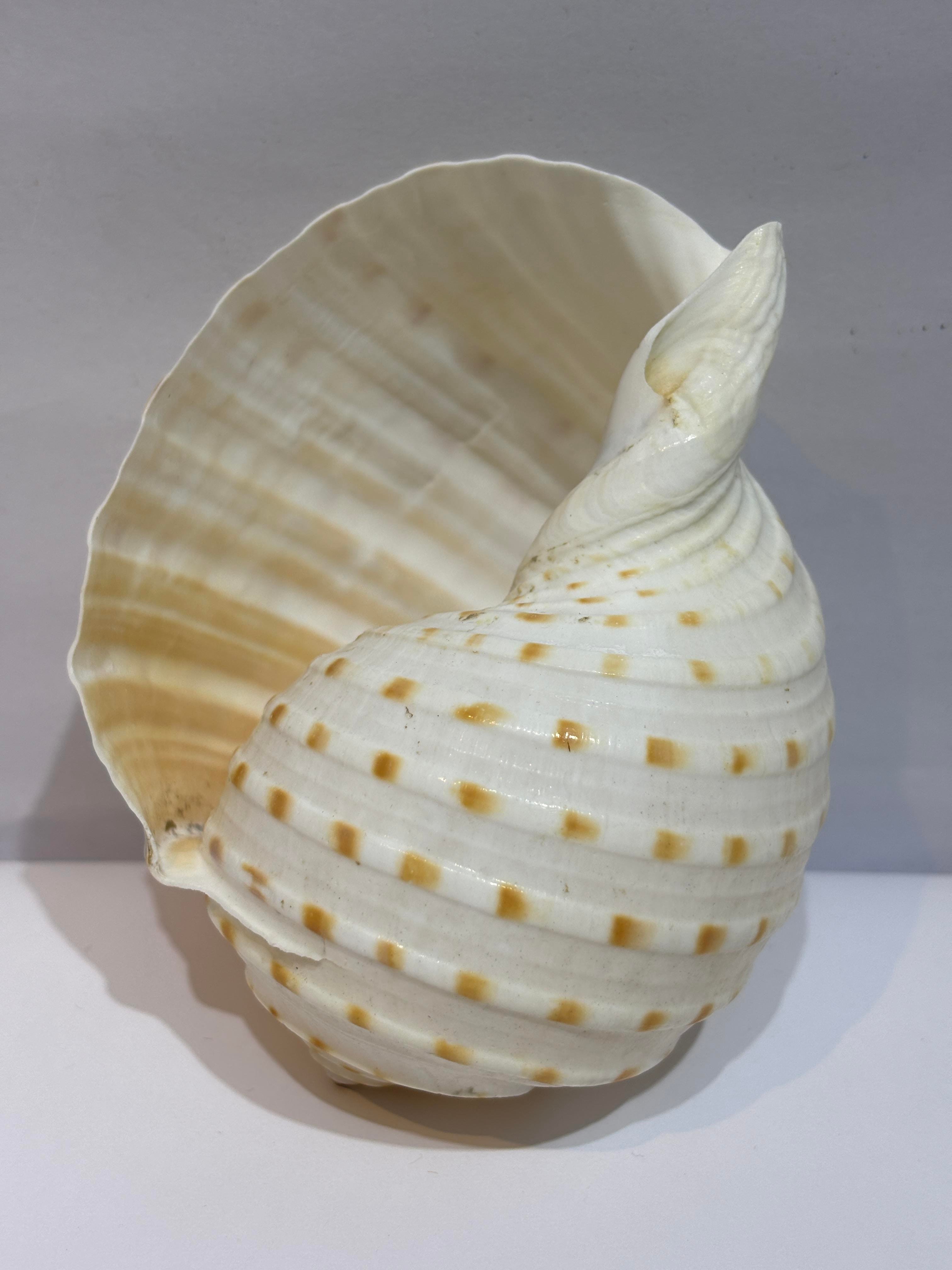 TONA SKOSA SHELL