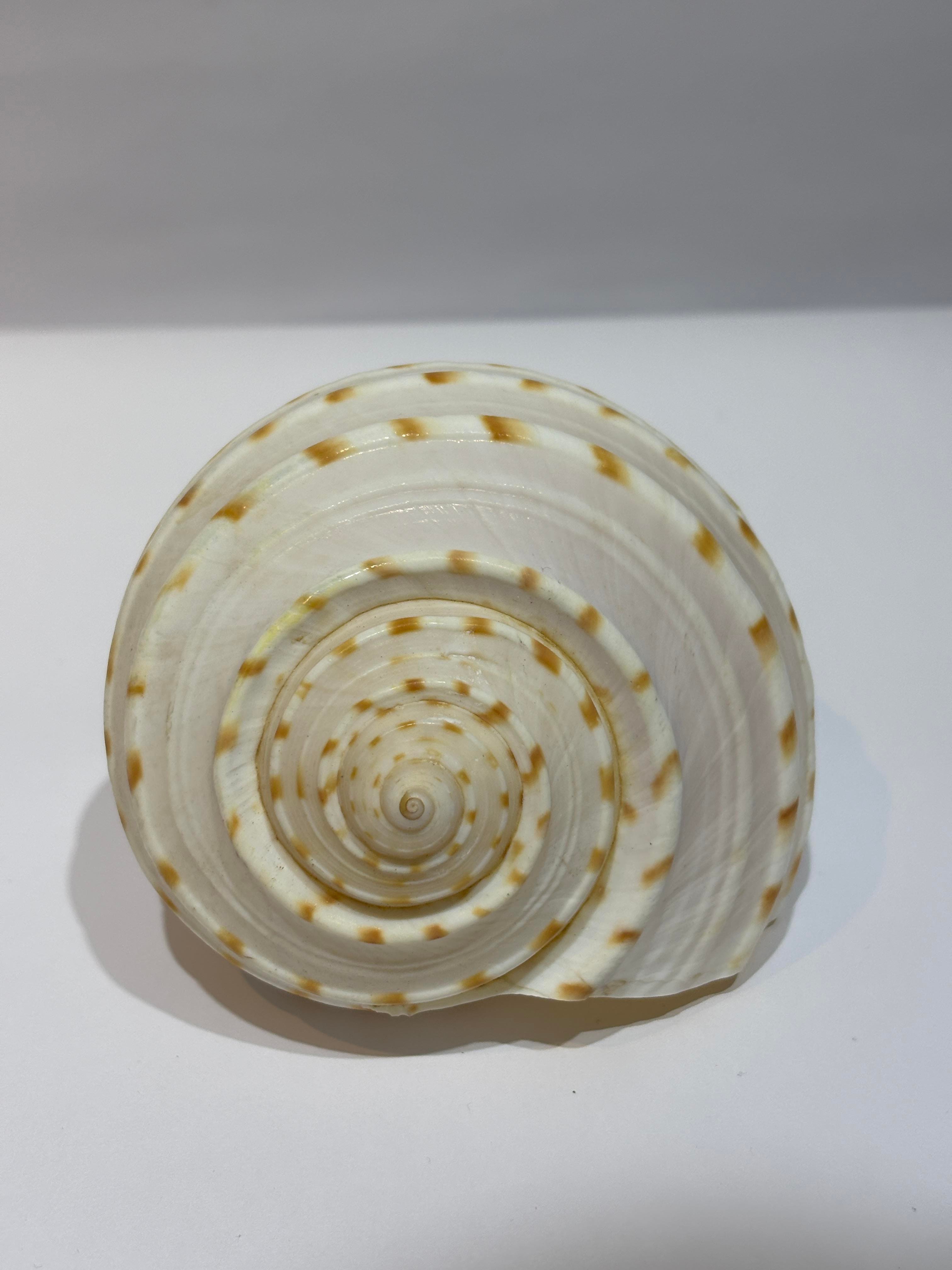 TONA SKOSA SHELL