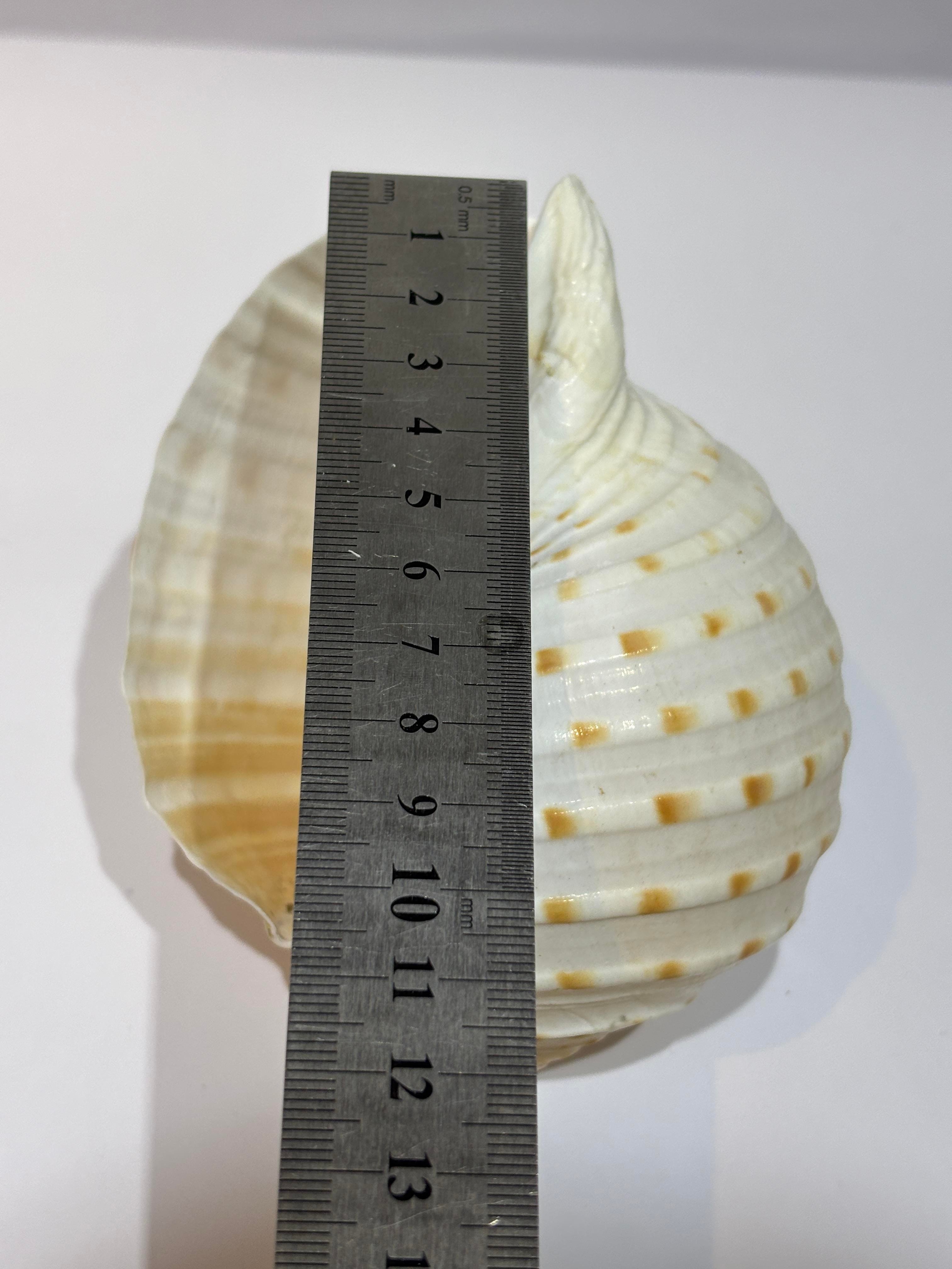 TONA SKOSA SHELL