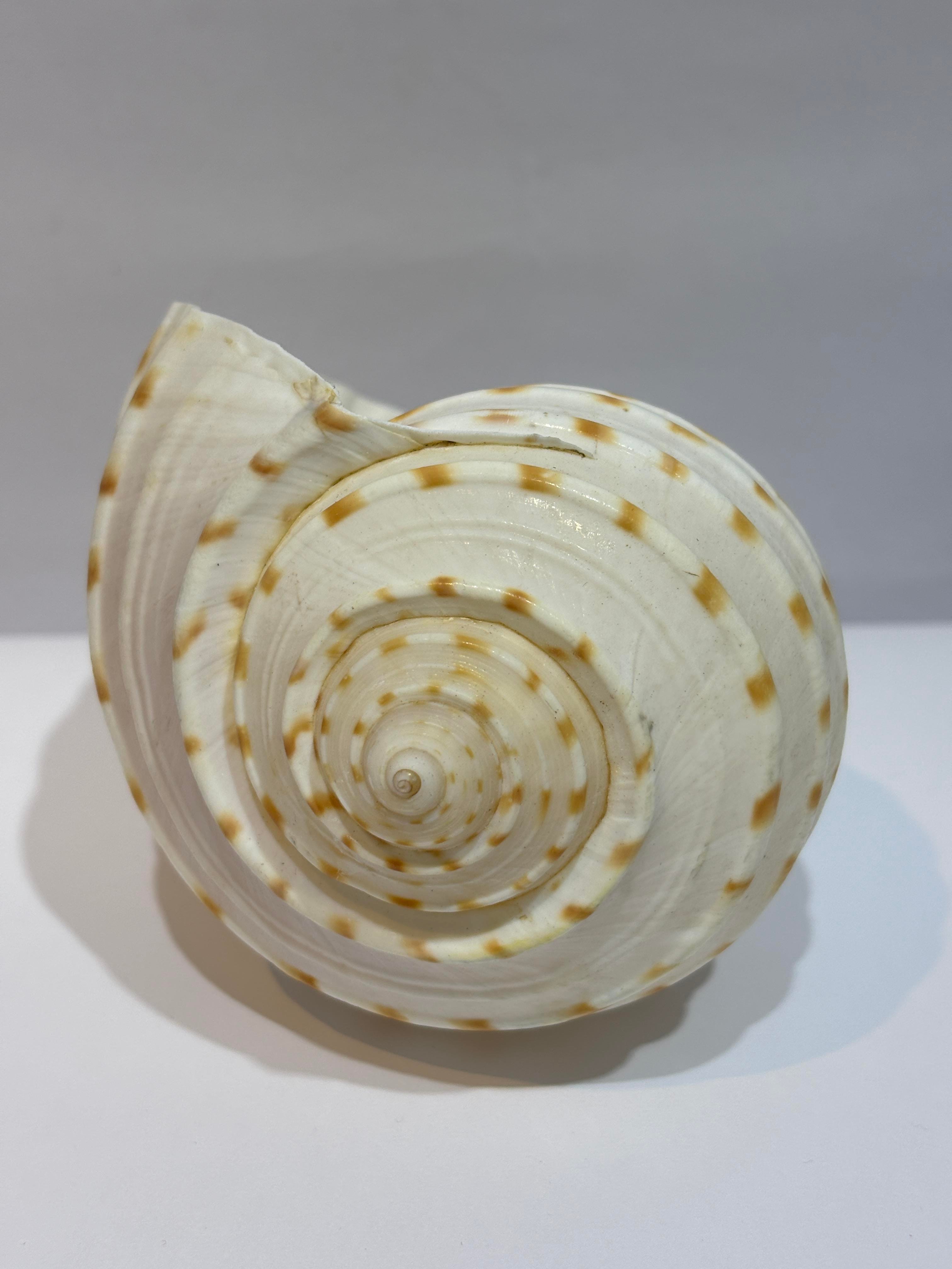 TONA SKOSA SHELL