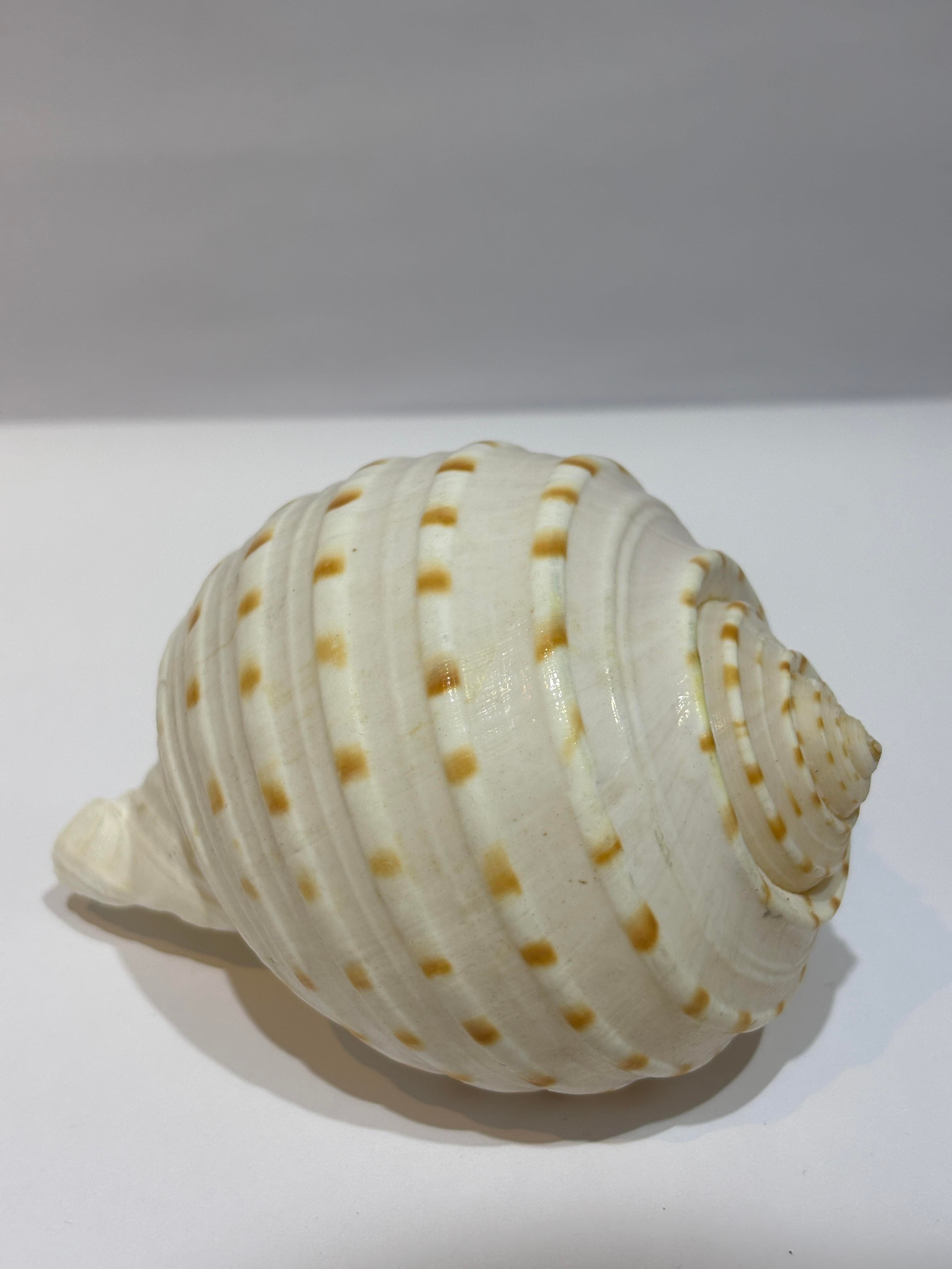 TONA SKOSA SHELL