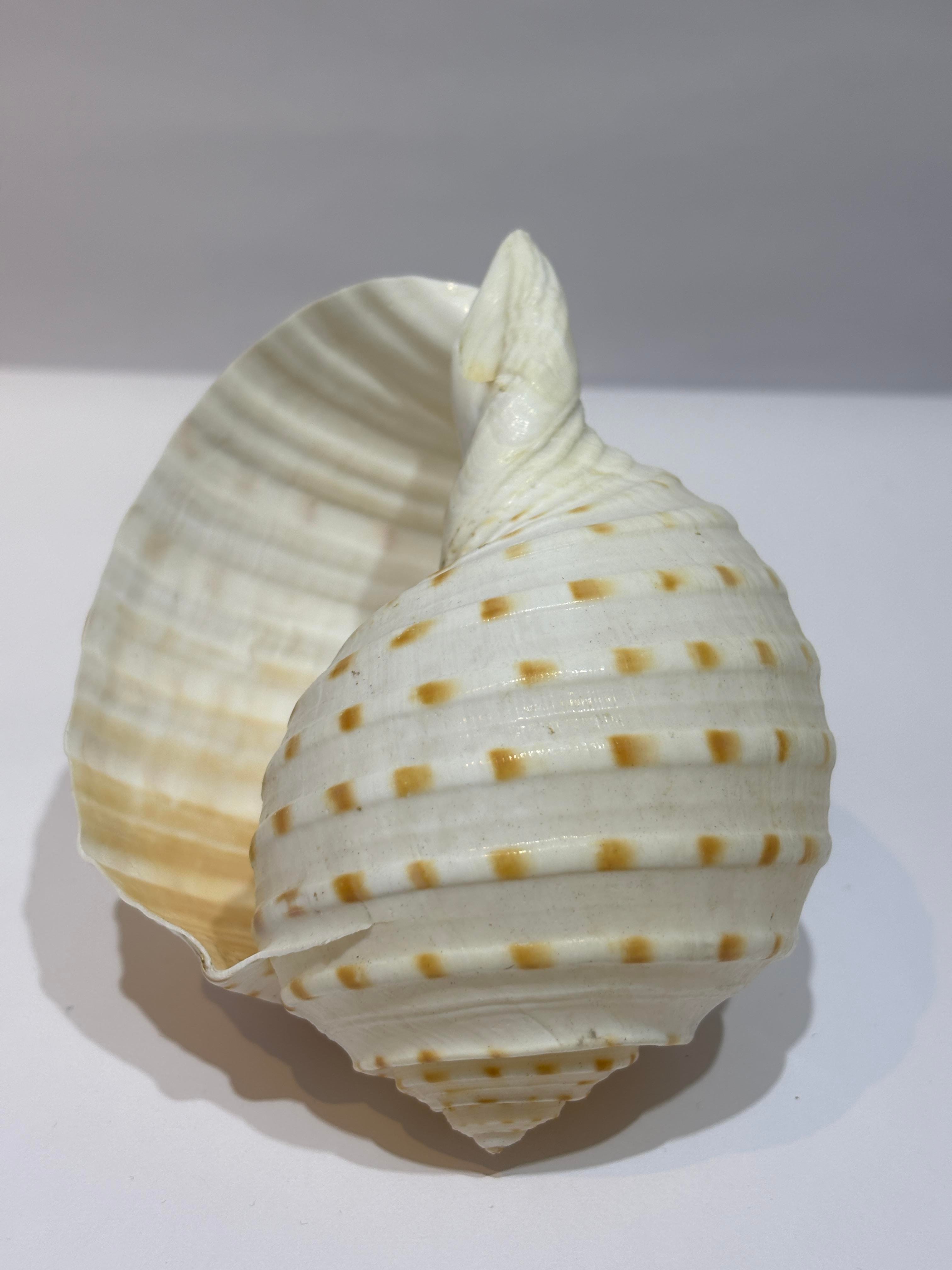 TONA SKOSA SHELL