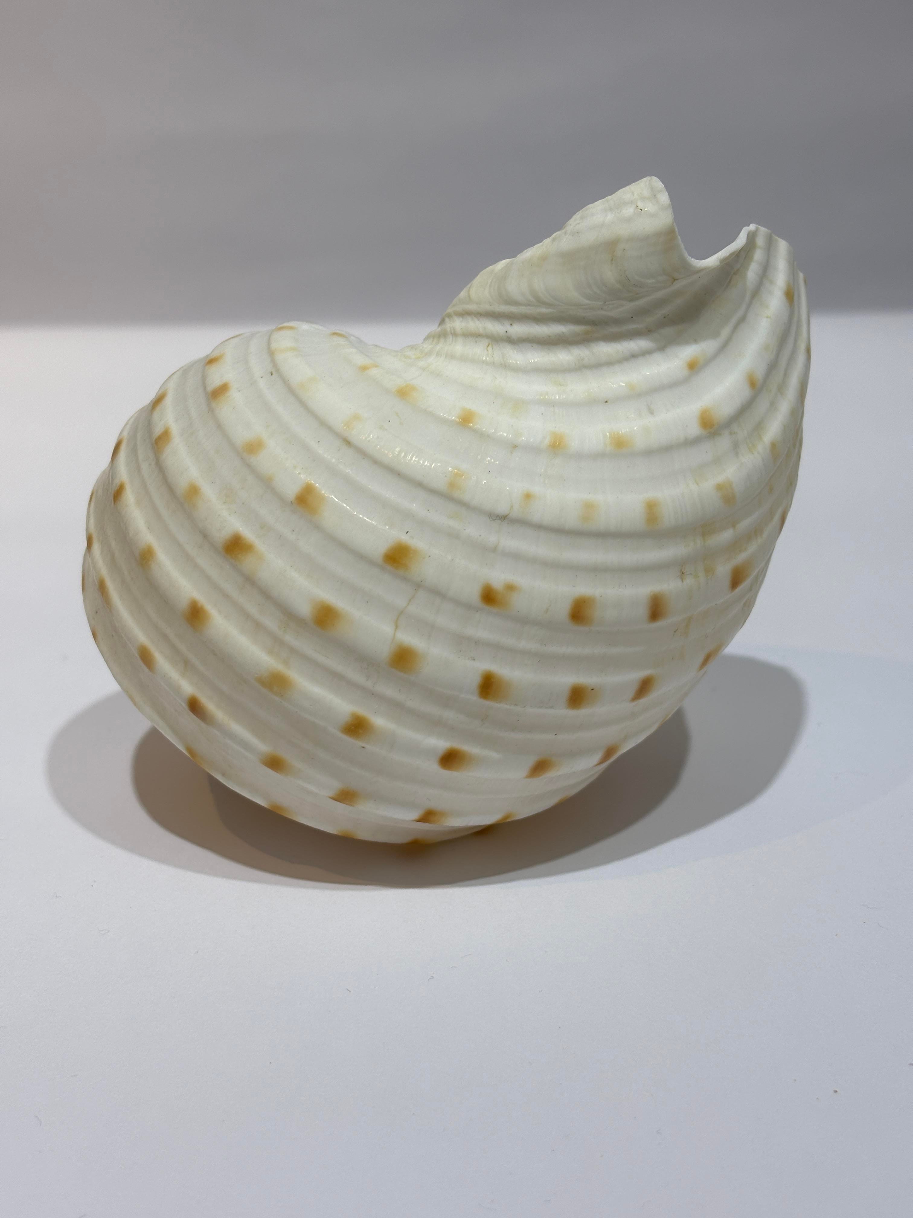 TONA SKOSA SHELL